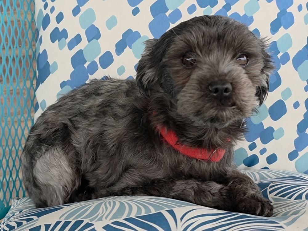 Hazy, Adoptable, Adult Female Shih Tzu.