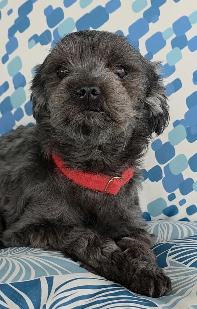 Enlarge Hazy, a Adoptable mixed breed in Oakland, MI image 2/4