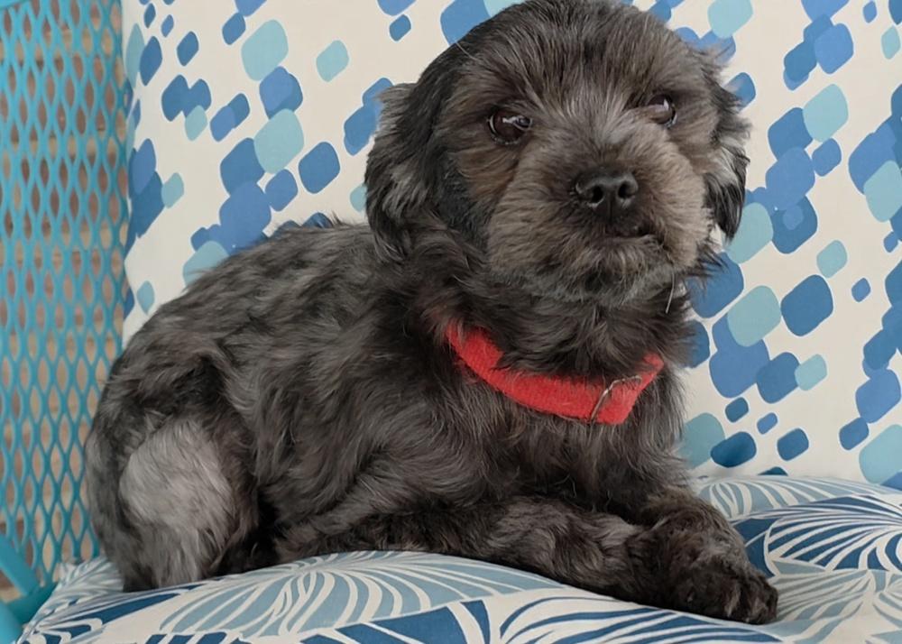 Enlarge Hazy, a Adoptable mixed breed in Oakland, MI image 3/4