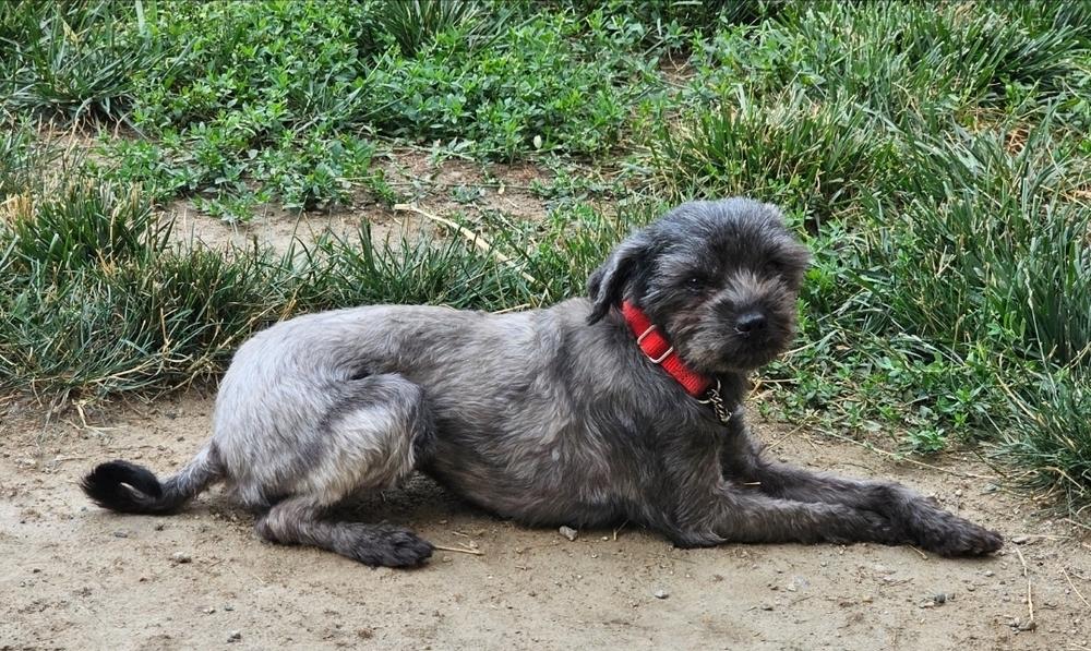Hazy, Adoptable, Adult Female Shih Tzu.