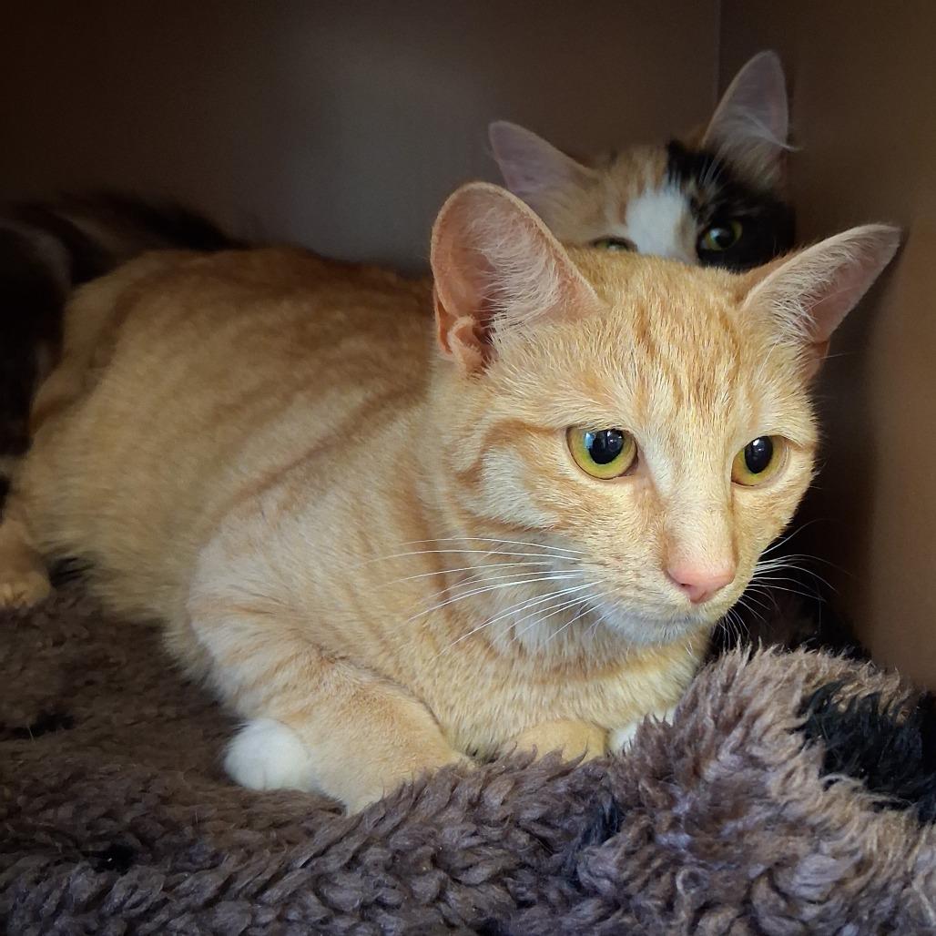 Tangelo, Adoptable, Adult Female Domestic Medium Hair.