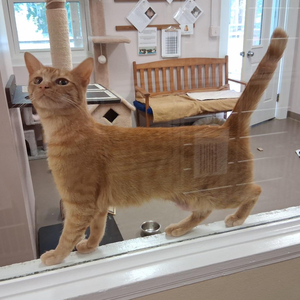 Enlarge Tangelo, a Adoptable Domestic Medium Hair in Middlebury, VT image 2/2