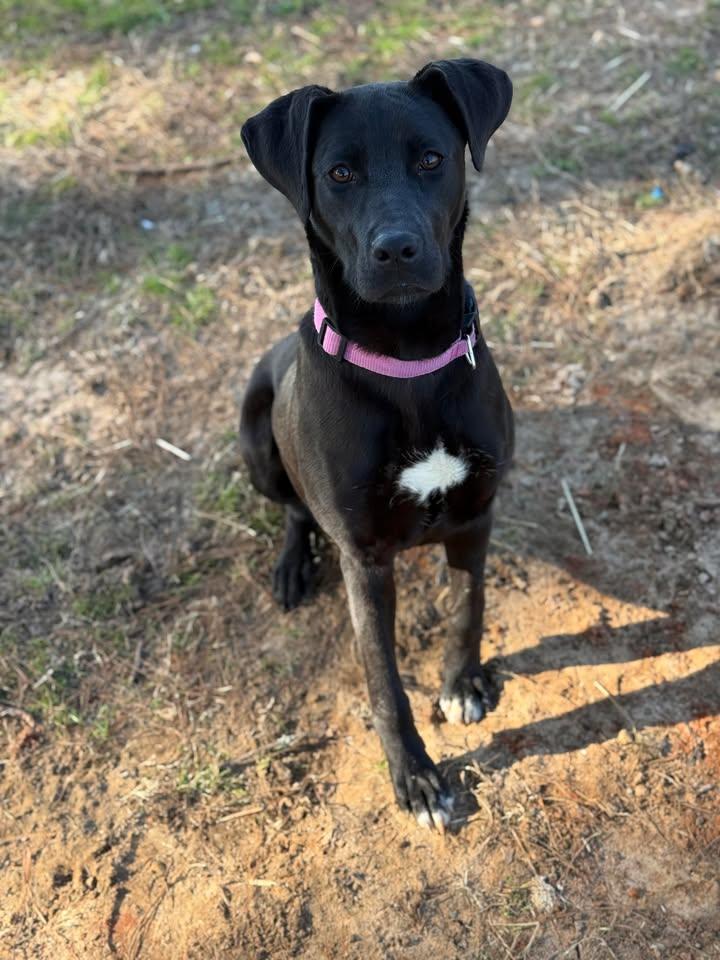 Enlarge Bella, an adopted Black Labrador Retriever in Leesburg, GA image 1/1