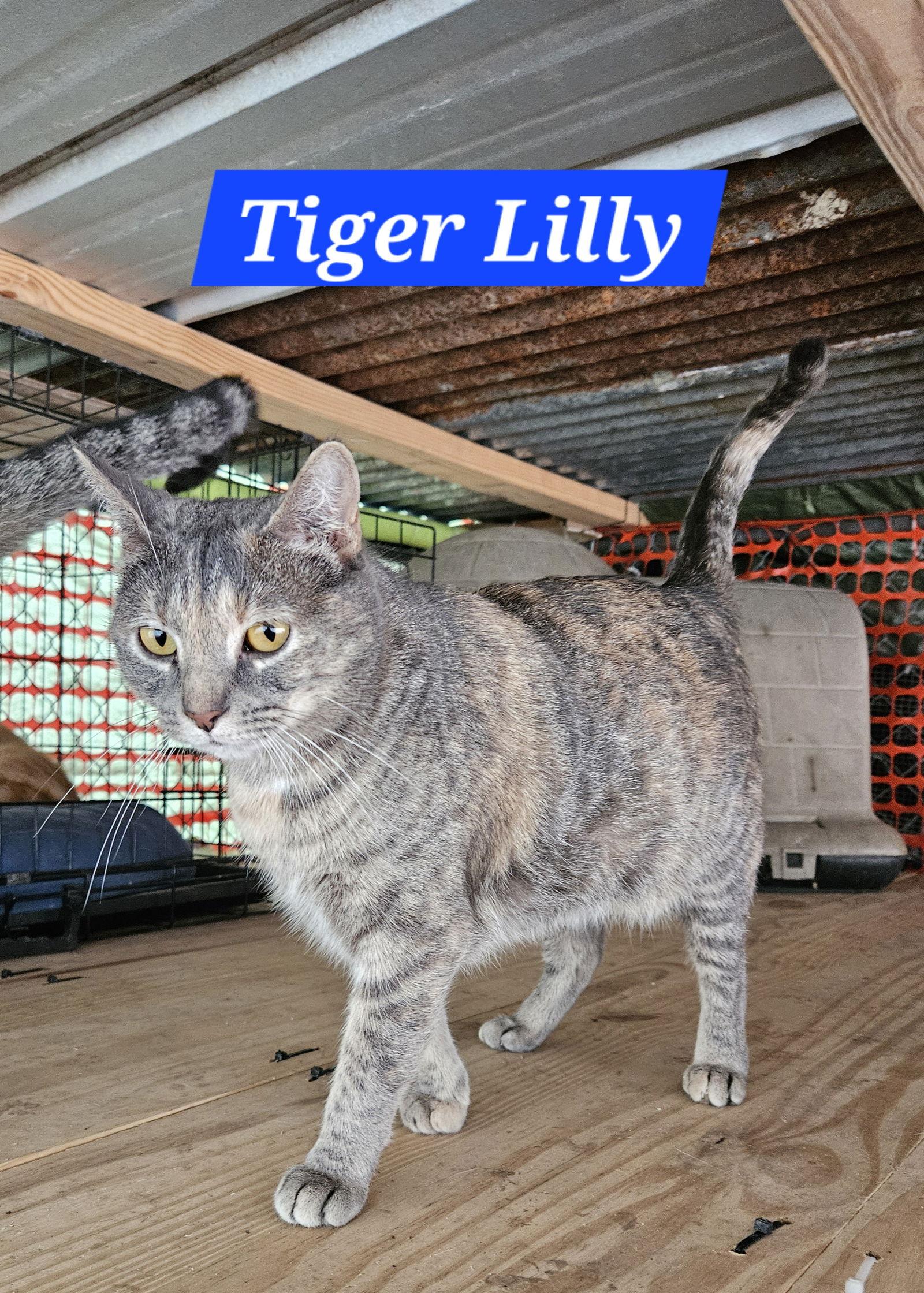 Tiger Lilly - NC, a Adoptable mixed breed in Liberty, NC image 1/2