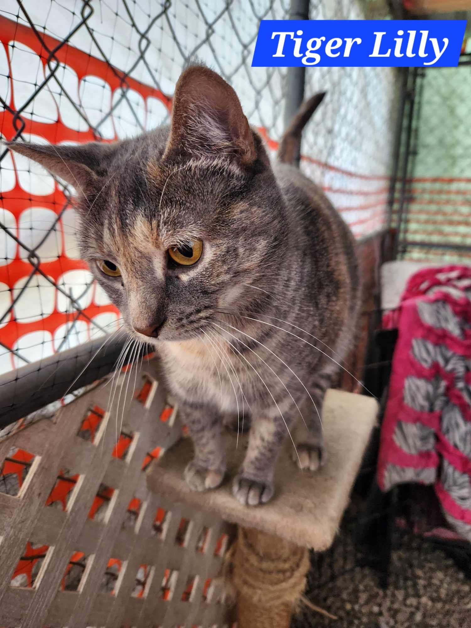 Tiger Lilly - NC, a Adoptable mixed breed in Liberty, NC image 2/2