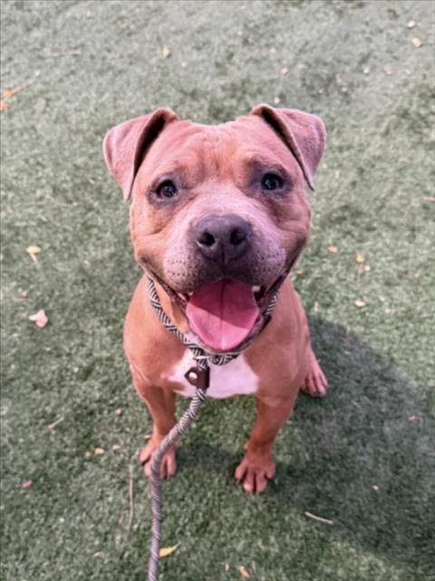 Enlarge TRISTAN, a Adoptable Pit Bull Terrier in Chatsworth, CA image 1/1