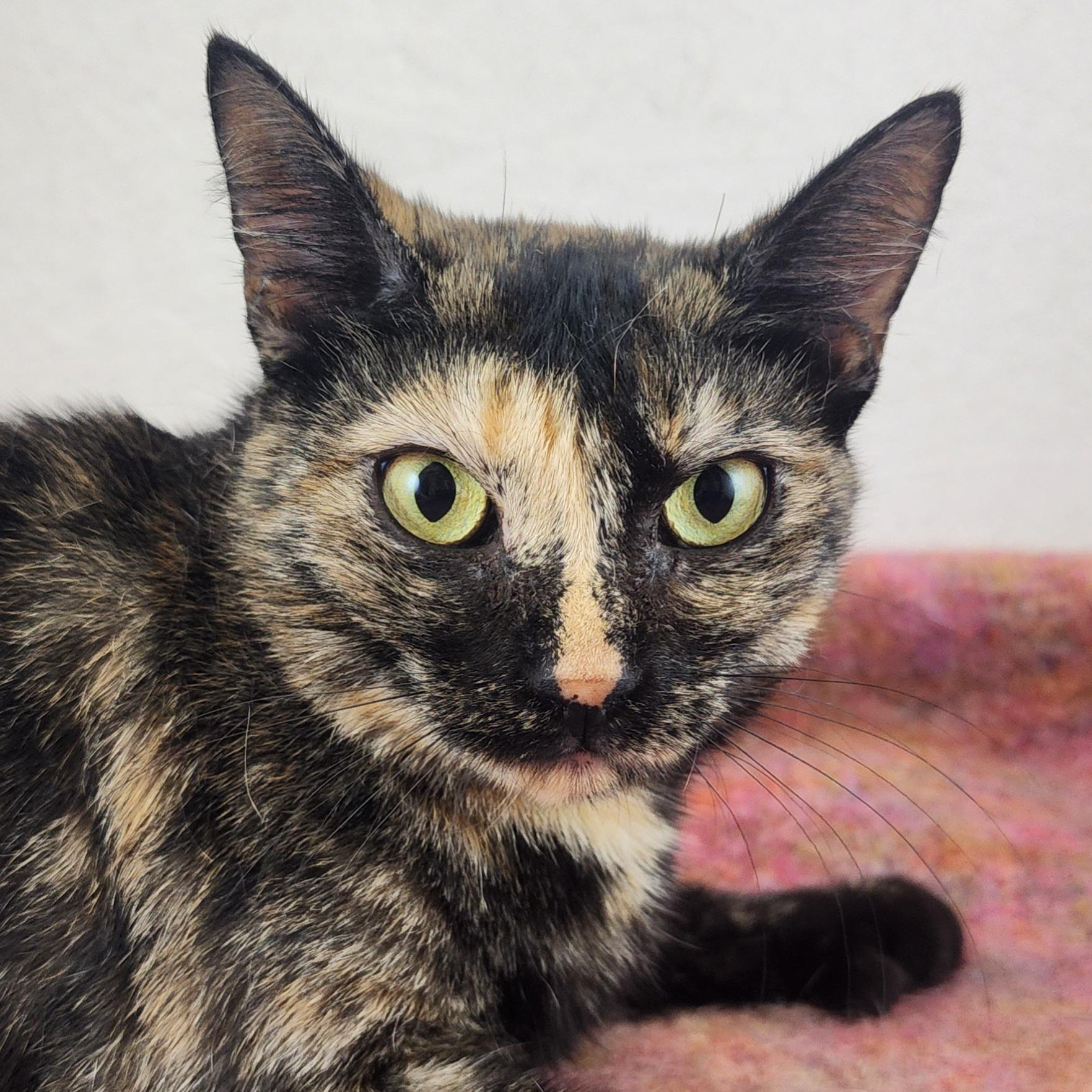 Enlarge Lucy the Polydactyl Tortie, a Adoptable Domestic Short Hair in New York, NY image 5/6