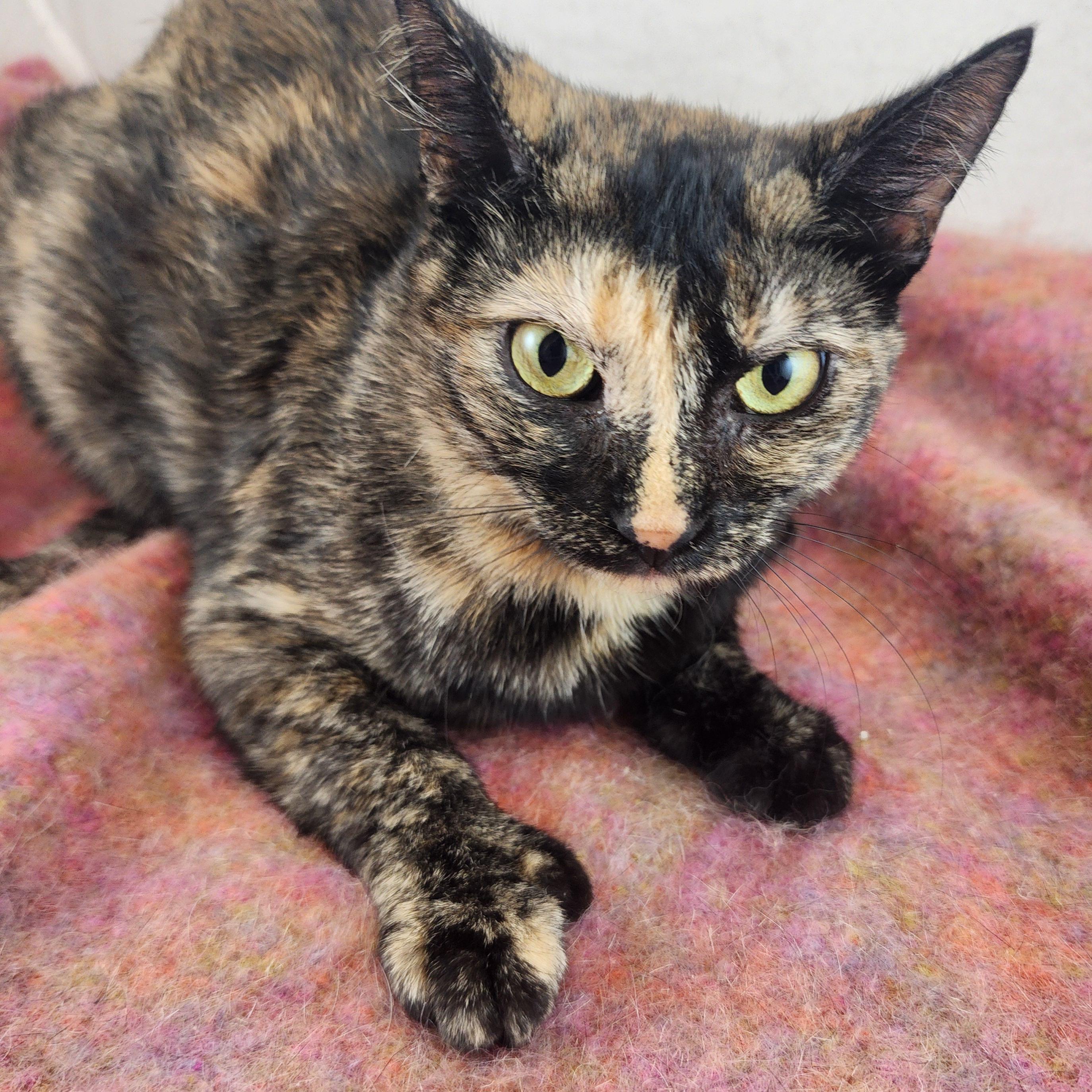 Enlarge Lucy the Polydactyl Tortie, a Adoptable Domestic Short Hair in New York, NY image 2/6