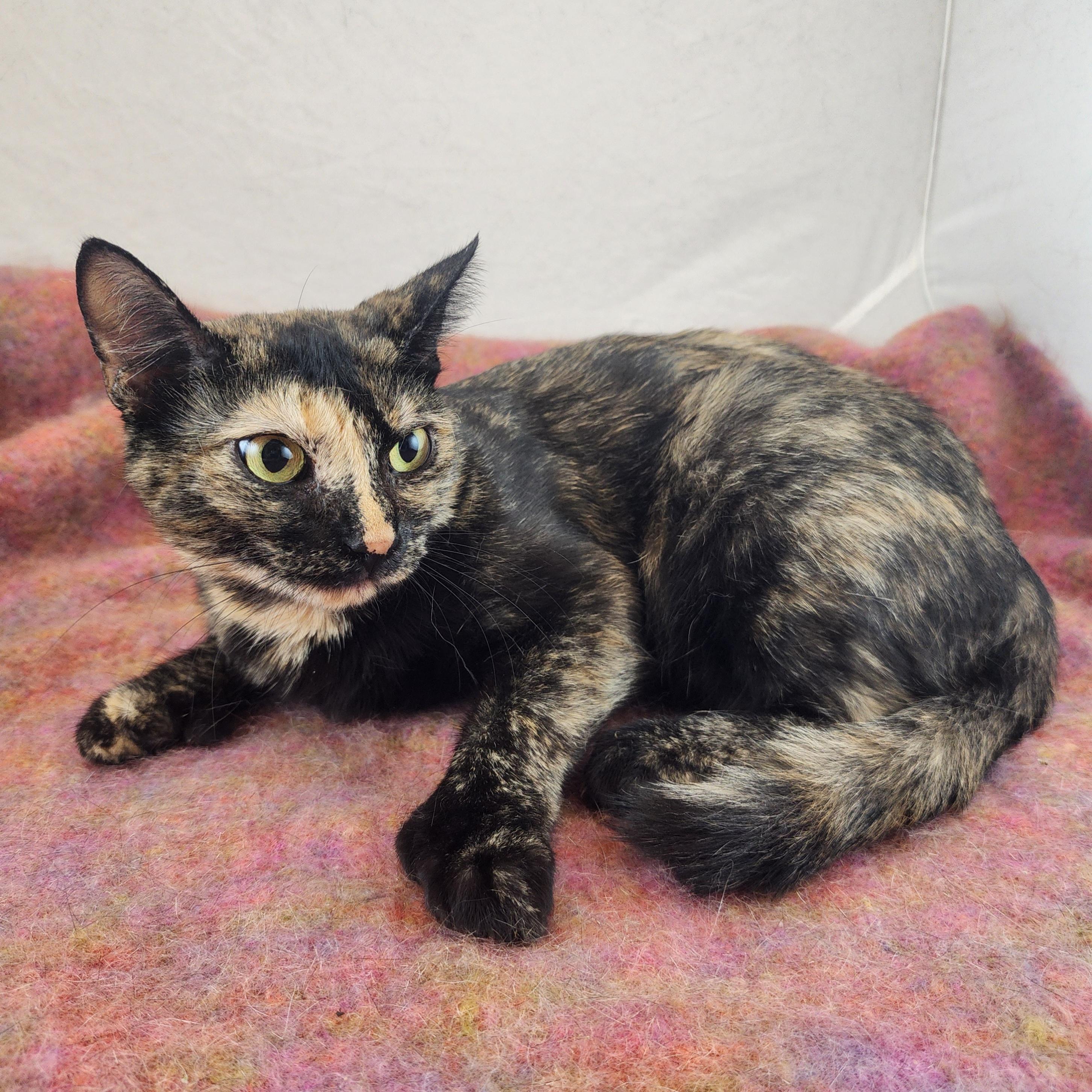 Enlarge Lucy the Polydactyl Tortie, a Adoptable Domestic Short Hair in New York, NY image 4/6
