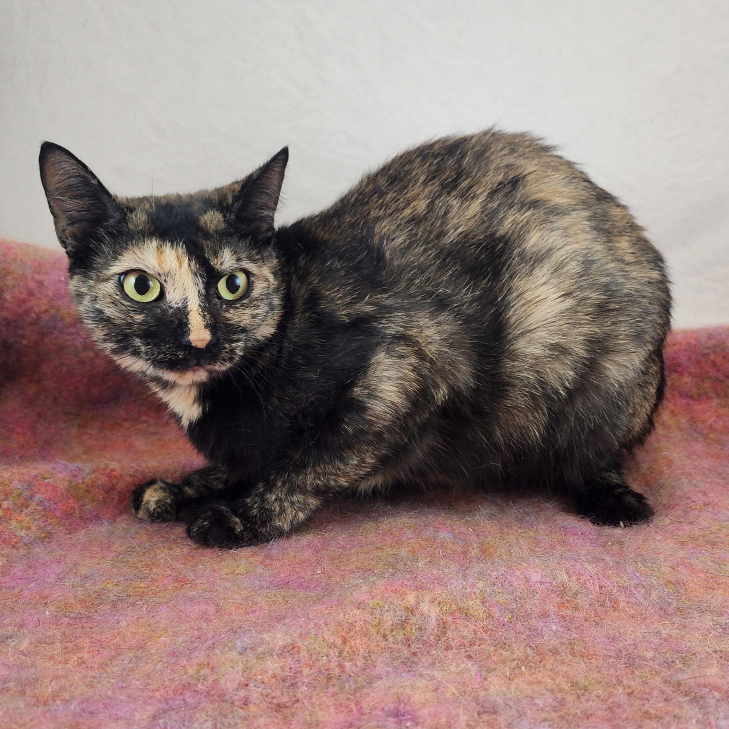 Enlarge Lucy the Polydactyl Tortie, a Adoptable Domestic Short Hair in New York, NY image 3/6