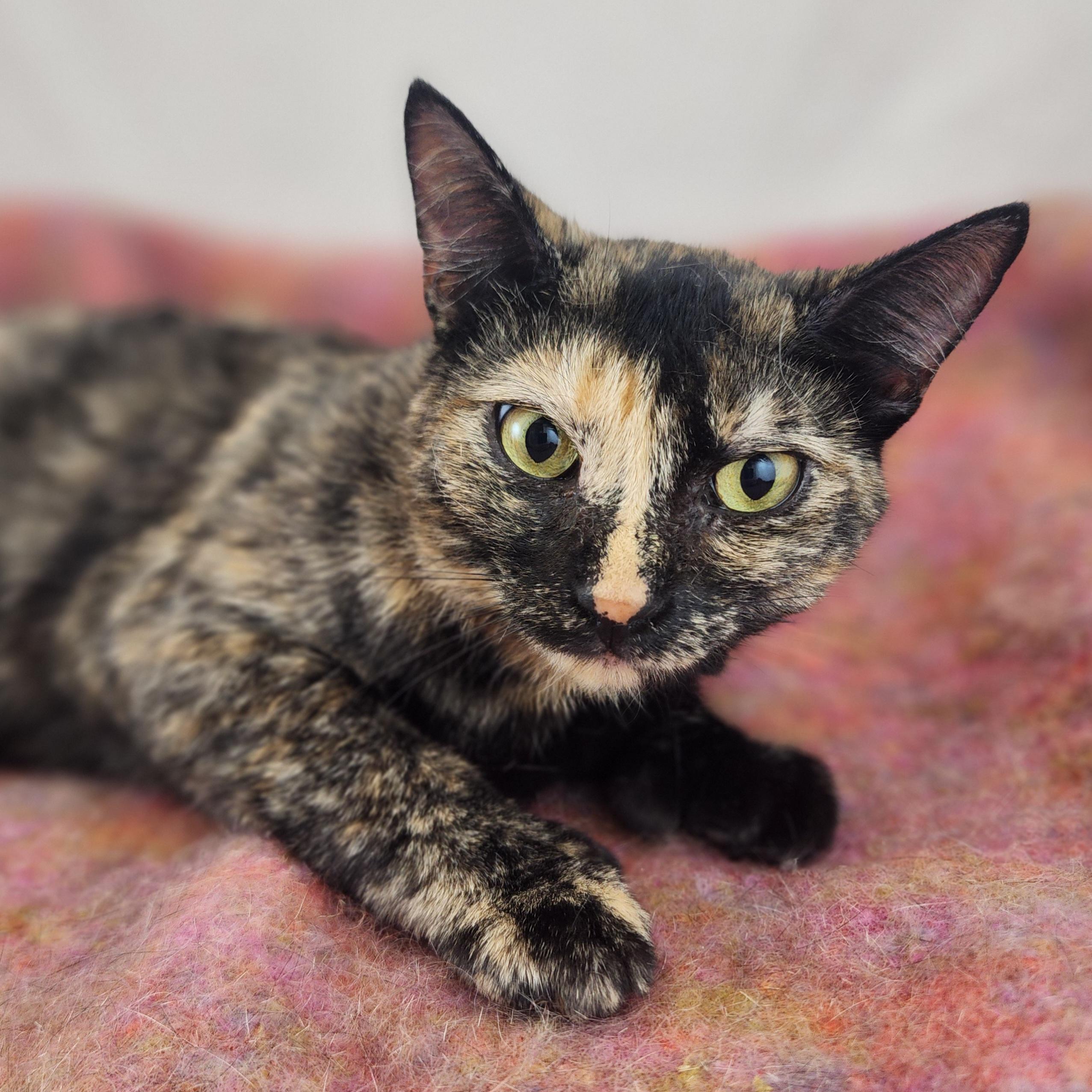 Enlarge Lucy the Polydactyl Tortie, a Adoptable Domestic Short Hair in New York, NY image 1/6