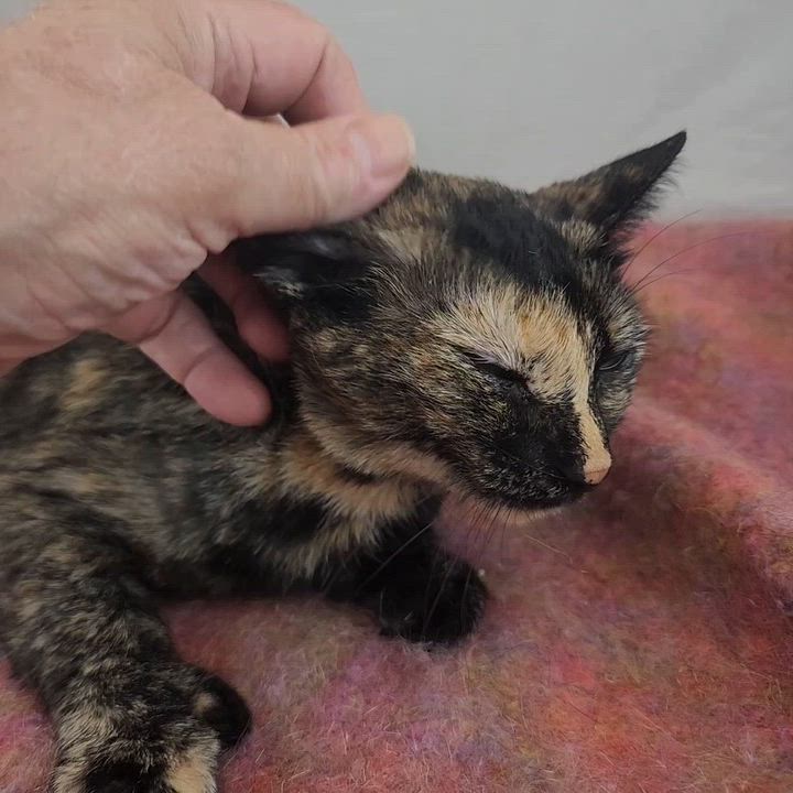 Enlarge Lucy the Polydactyl Tortie, a Adoptable Domestic Short Hair in New York, NY video 6/6