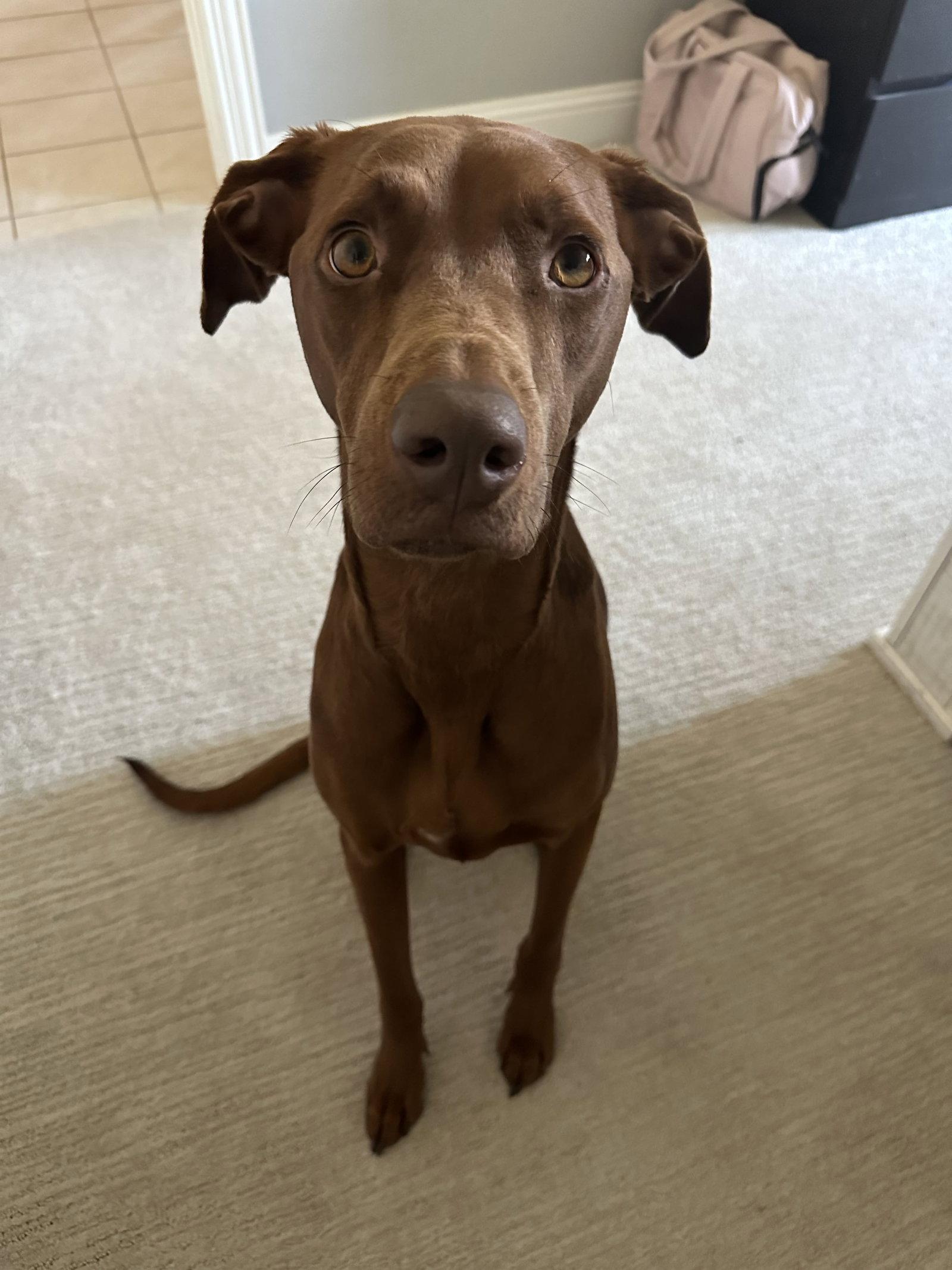 Duck, Adoptable, Adult Male Hound.