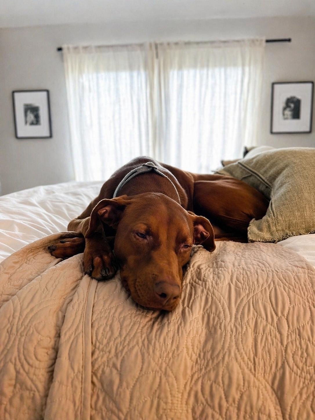 Enlarge Duck, a Adoptable Hound in McKinney, TX image 2/3