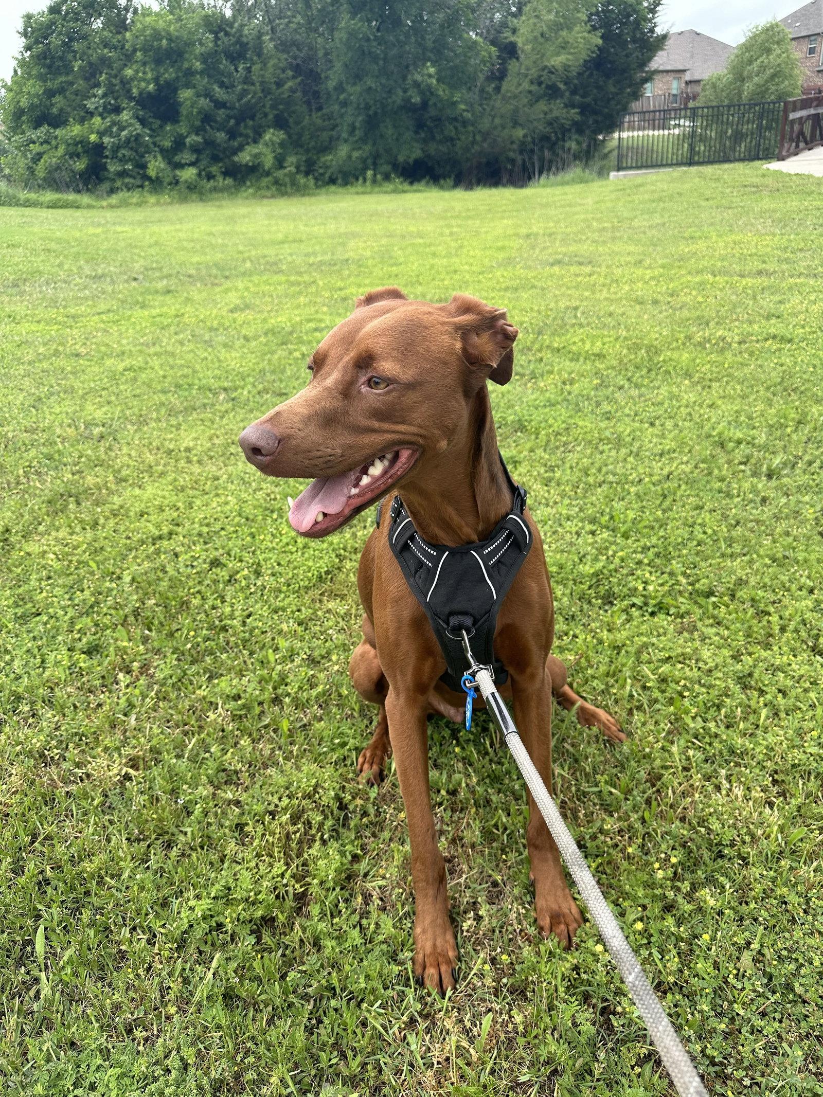 Enlarge Duck, a Adoptable Hound in McKinney, TX image 3/3
