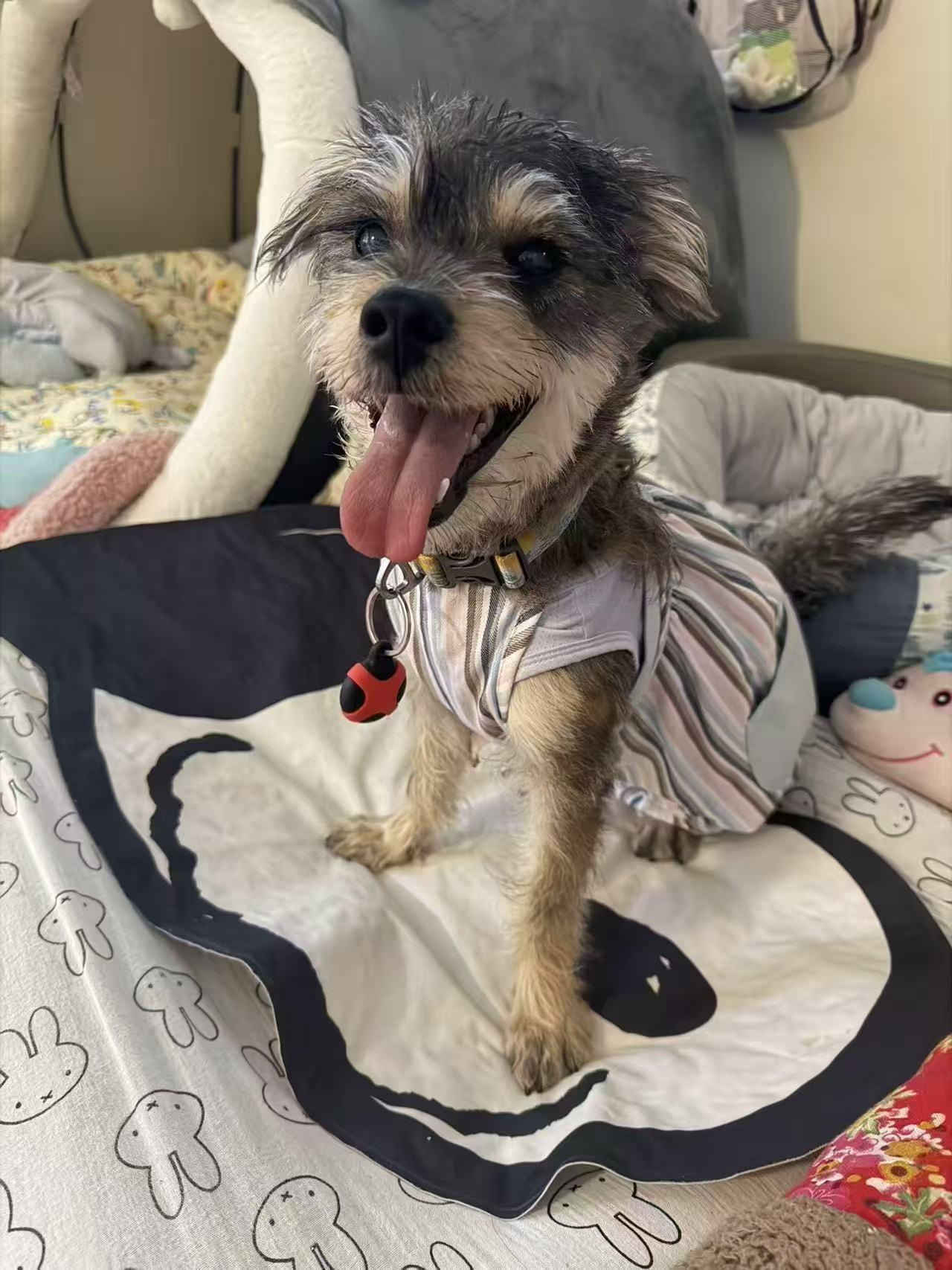 Rue, a Adoptable mixed breed in Rancho Cucamonga, CA image 3/4