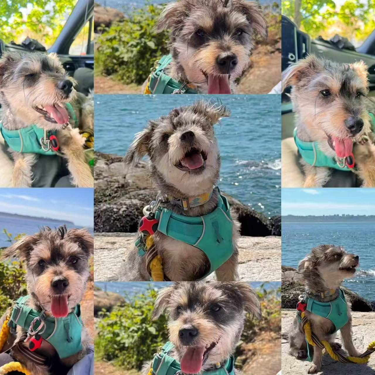 Ray, Adoptable, Young Male Miniature Schnauzer.