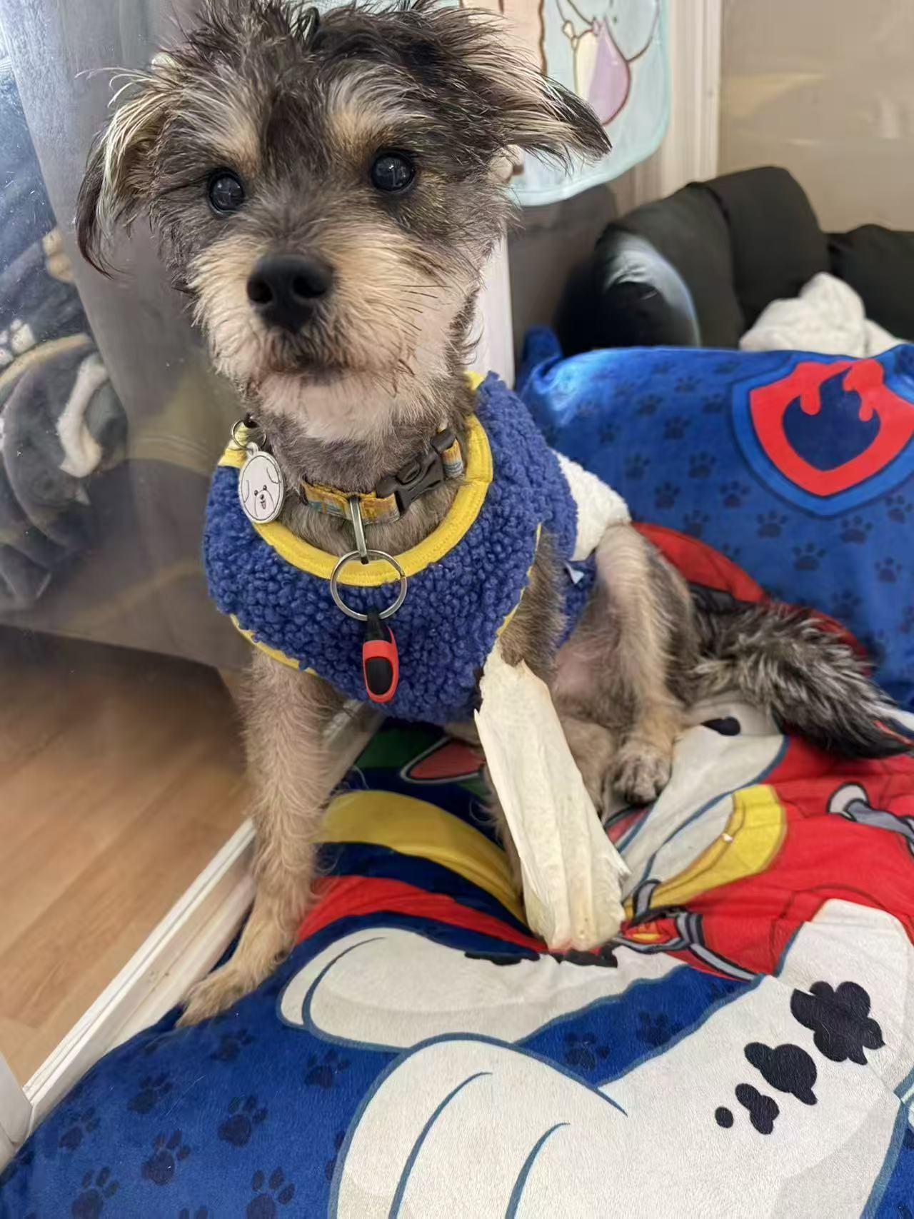 Rue, Adoptable, Young Male Miniature Schnauzer.