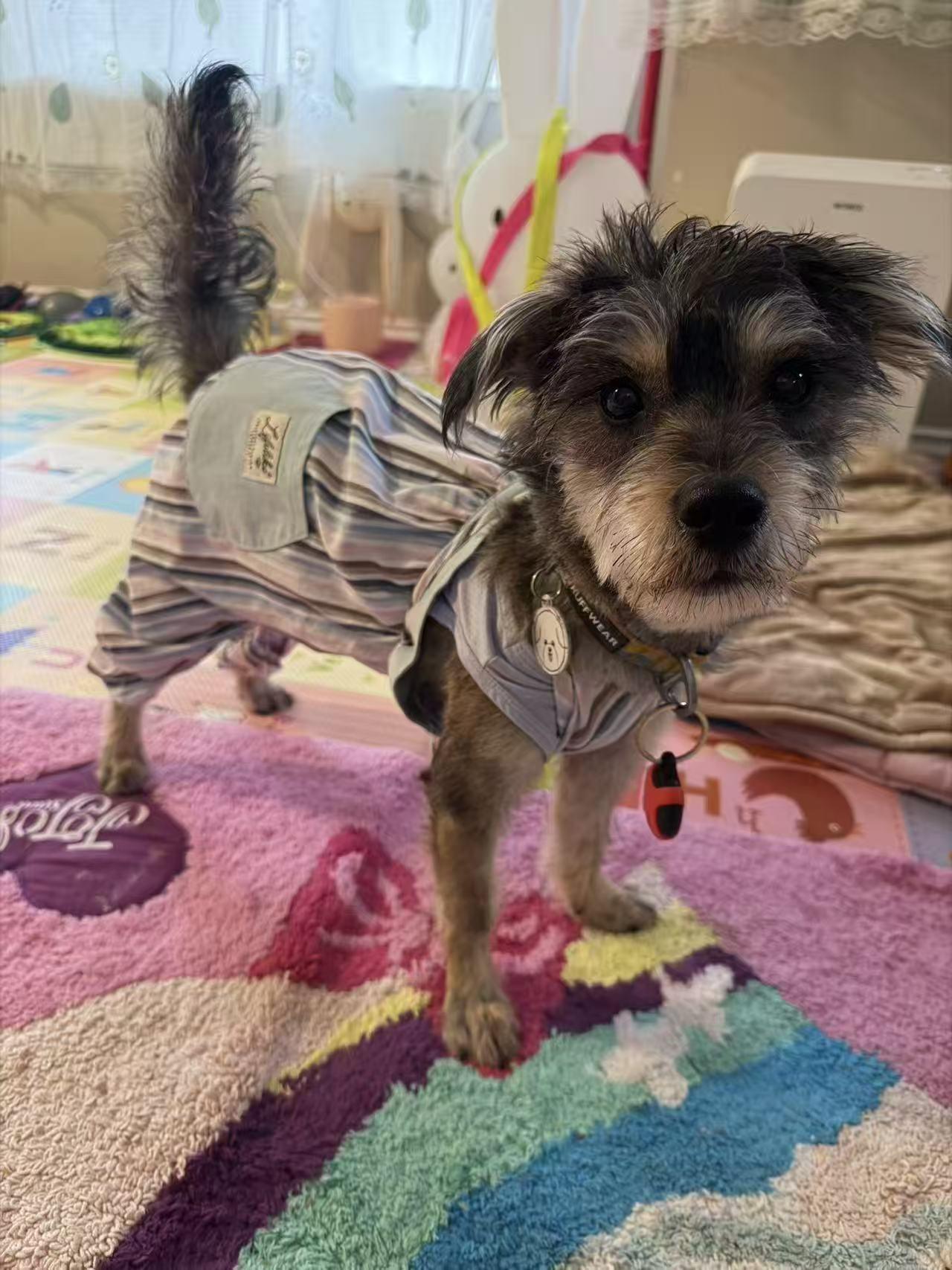 Rue, a Adoptable mixed breed in Rancho Cucamonga, CA image 4/4