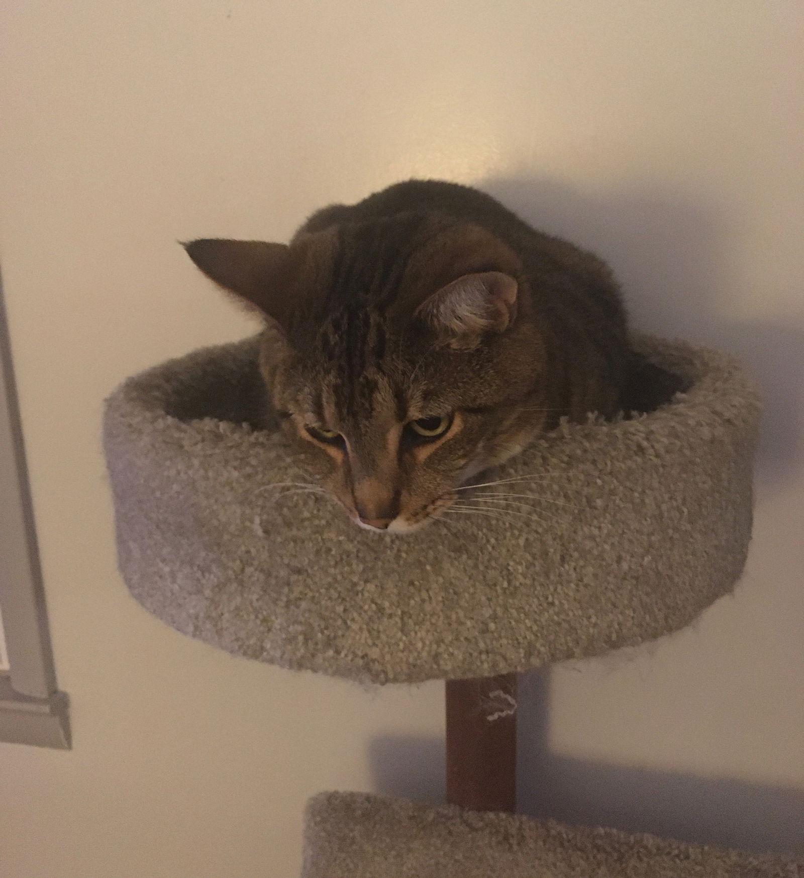 Simon, Adoptable, Adult Male Domestic Short Hair.