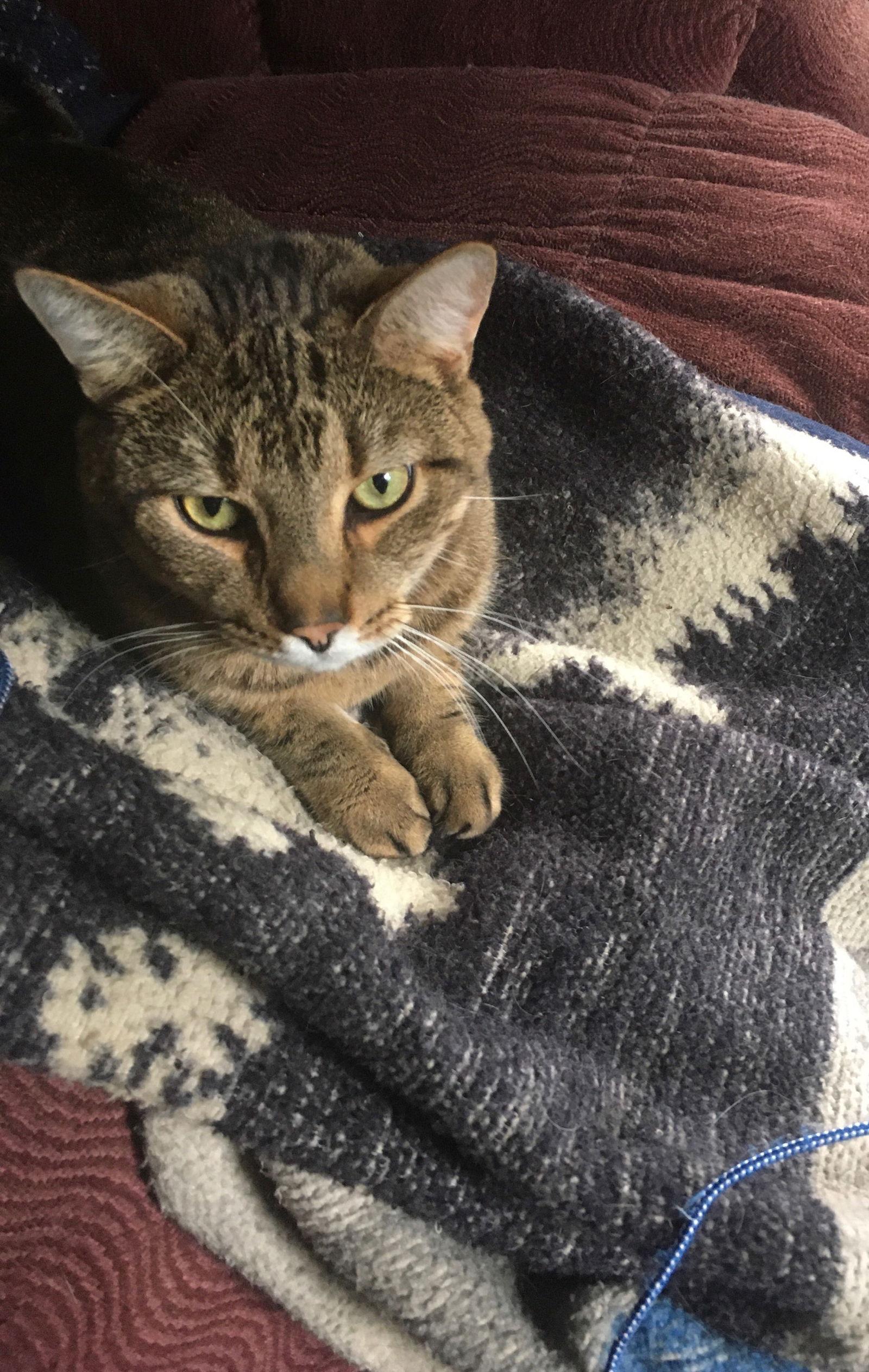 Simon, a Adoptable Domestic Short Hair in Macedonia, OH image 2/3