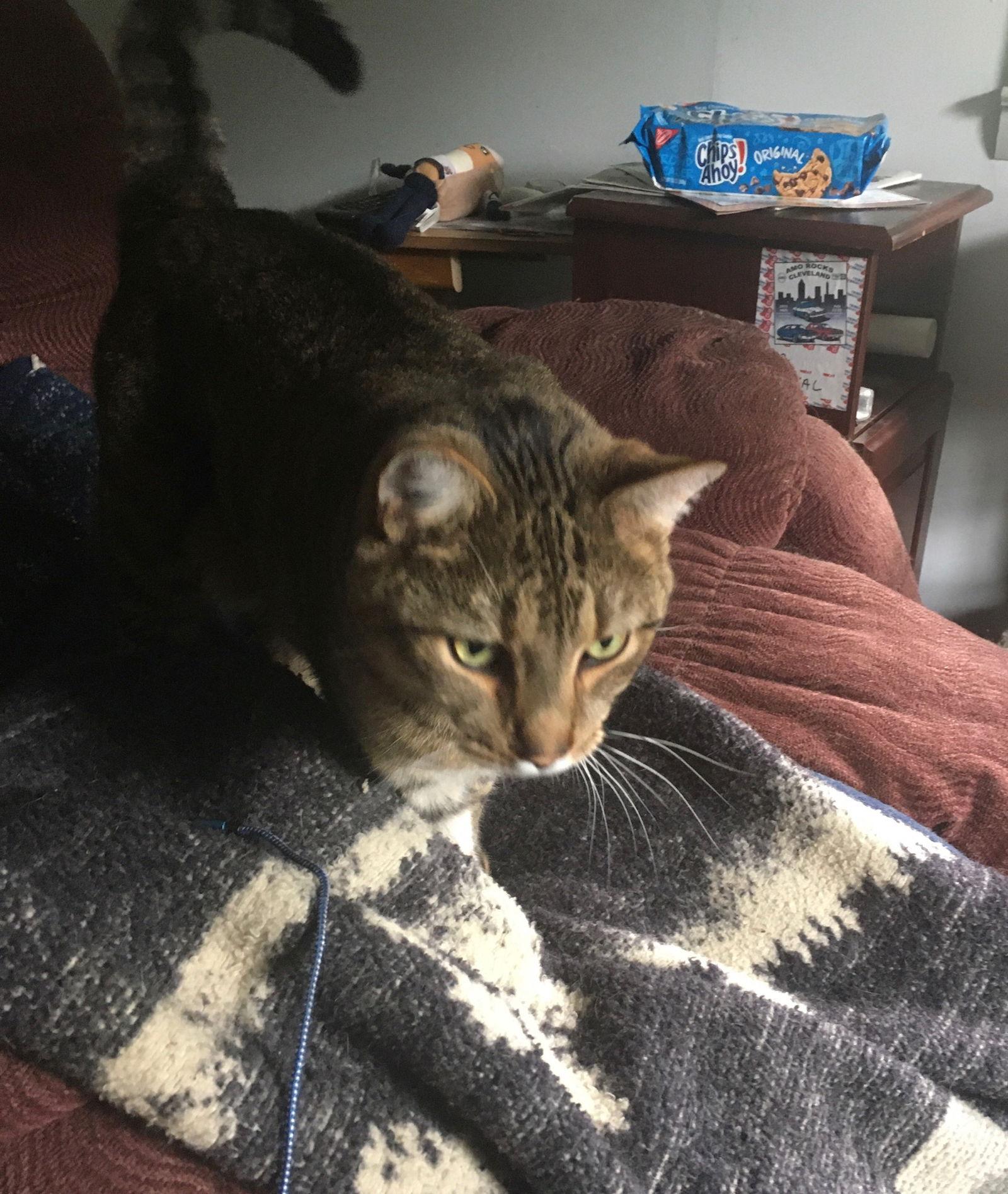 Simon, a Adoptable Domestic Short Hair in Macedonia, OH image 3/3