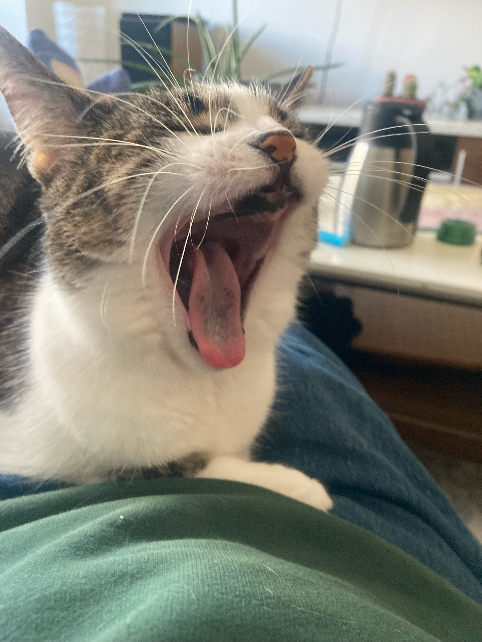 Enlarge Starr, a Adopted Domestic Short Hair in Ridgewood, NY image 3/6