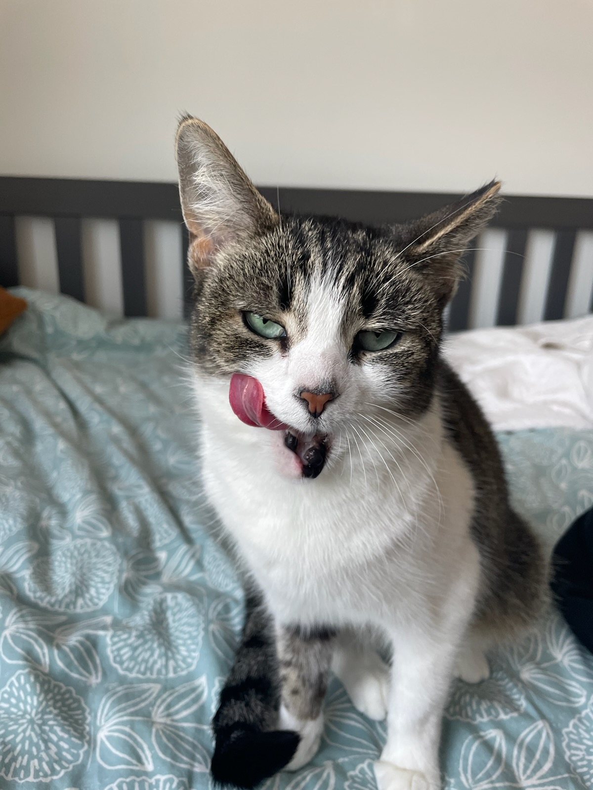 Enlarge Starr, a Adopted Domestic Short Hair in Ridgewood, NY image 1/6