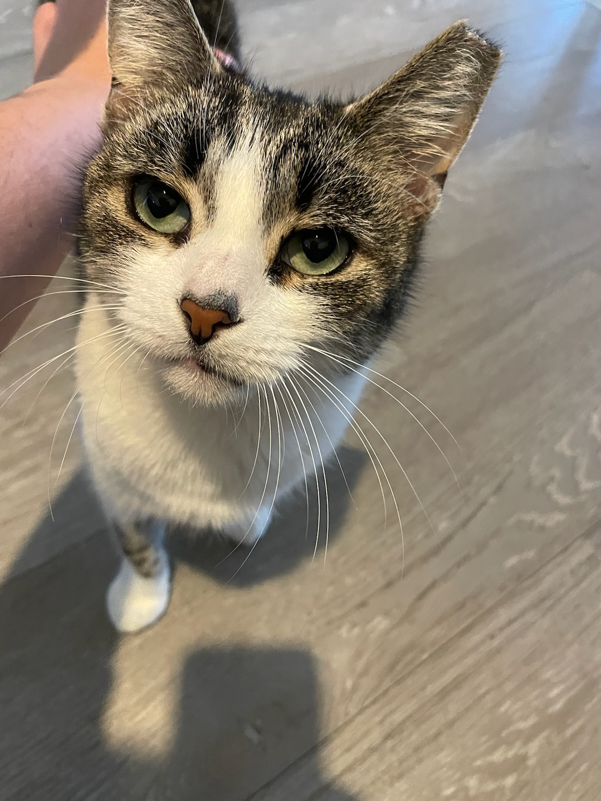 Enlarge Starr, a Adopted Domestic Short Hair in Ridgewood, NY image 2/6