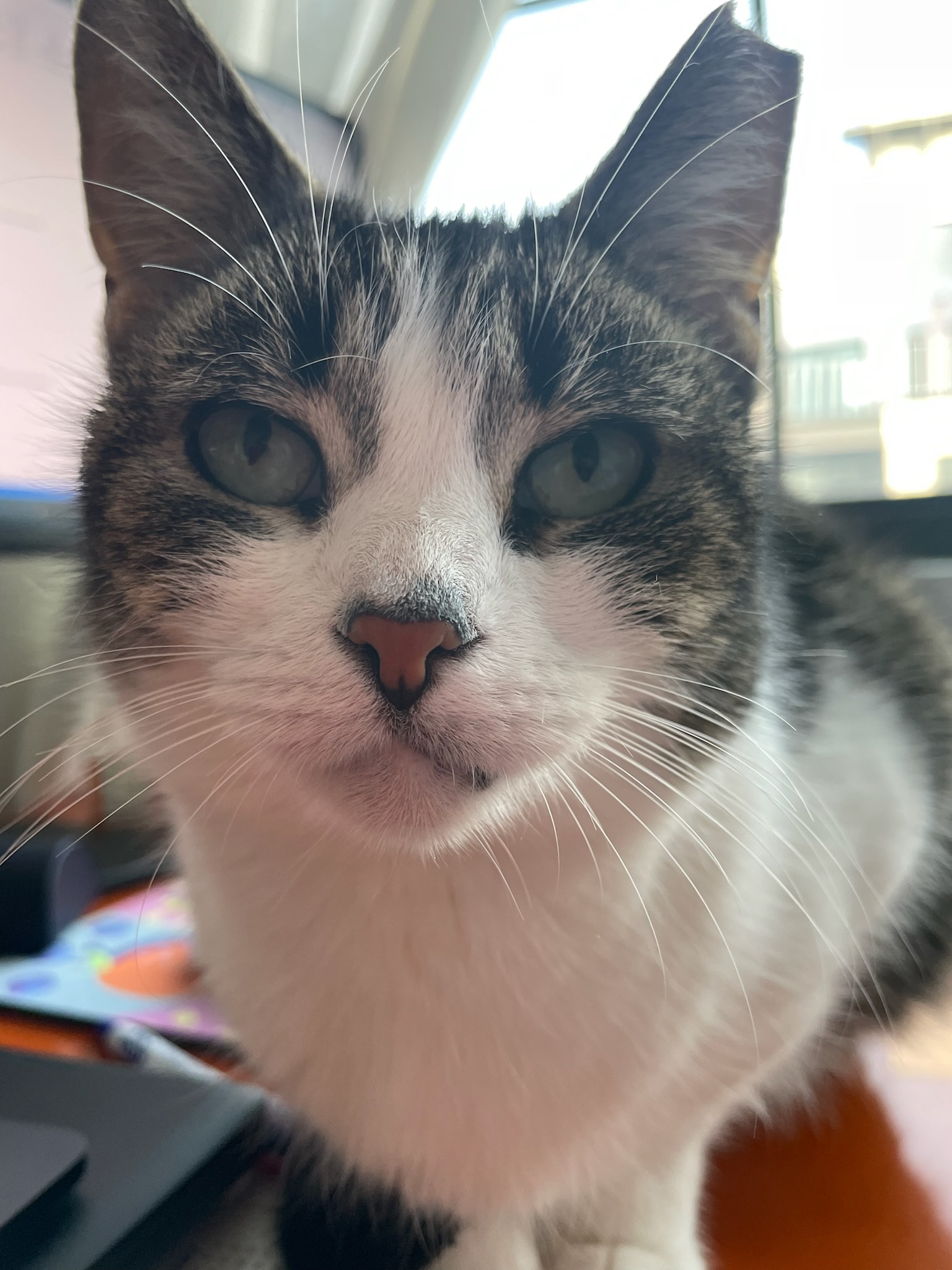 Enlarge Starr, a Adopted Domestic Short Hair in Ridgewood, NY image 4/6