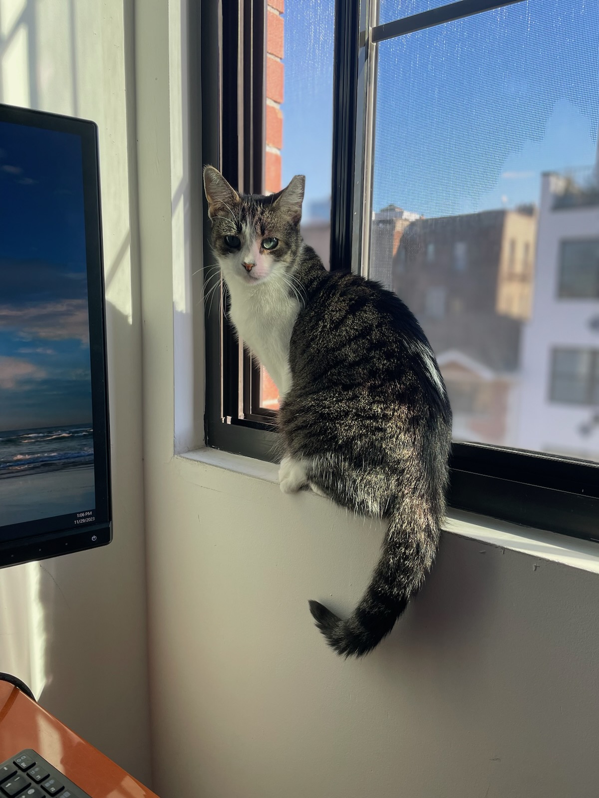 Enlarge Starr, a Adopted Domestic Short Hair in Ridgewood, NY image 6/6