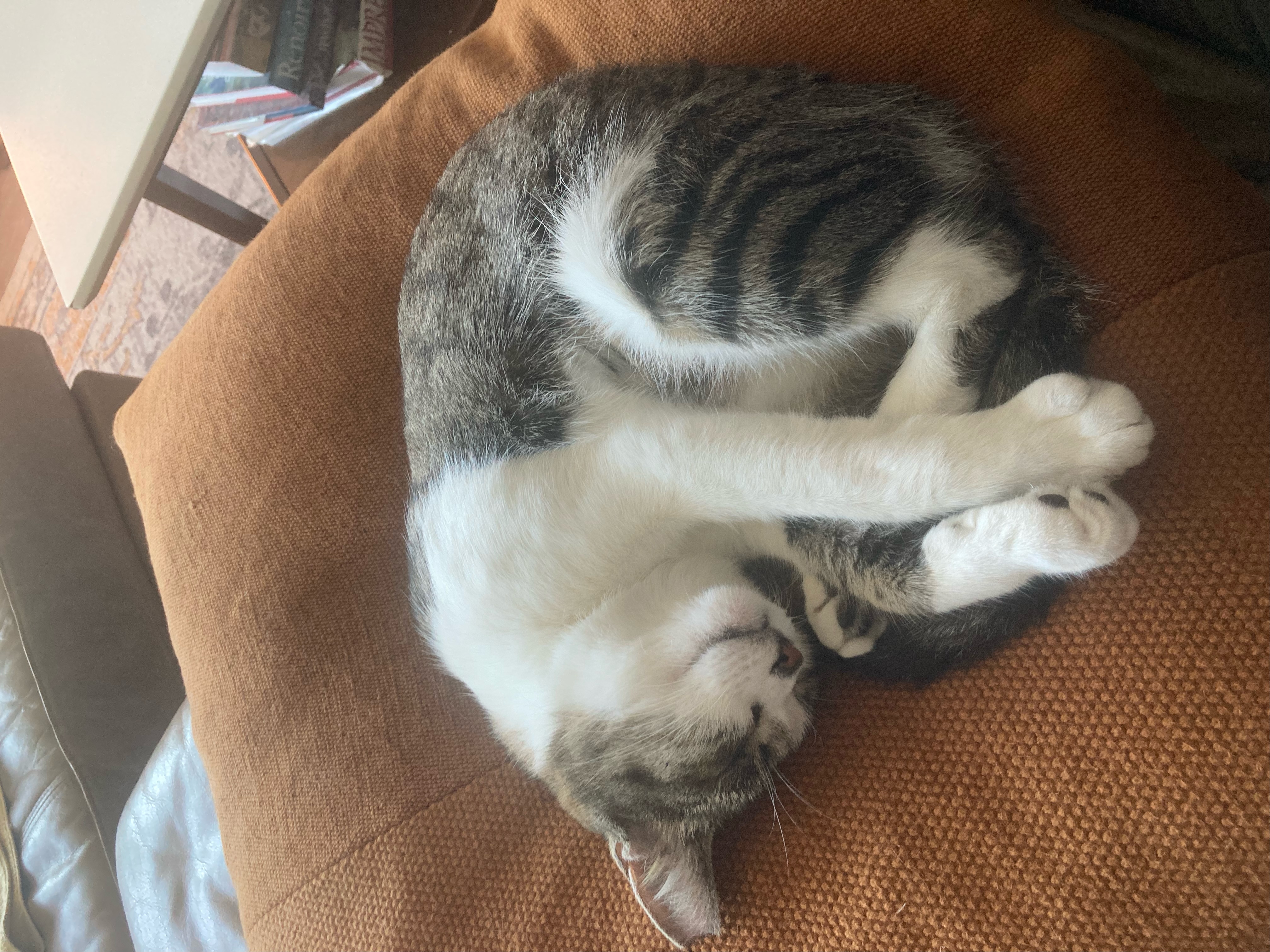 Enlarge Starr, a Adopted Domestic Short Hair in Ridgewood, NY image 5/6