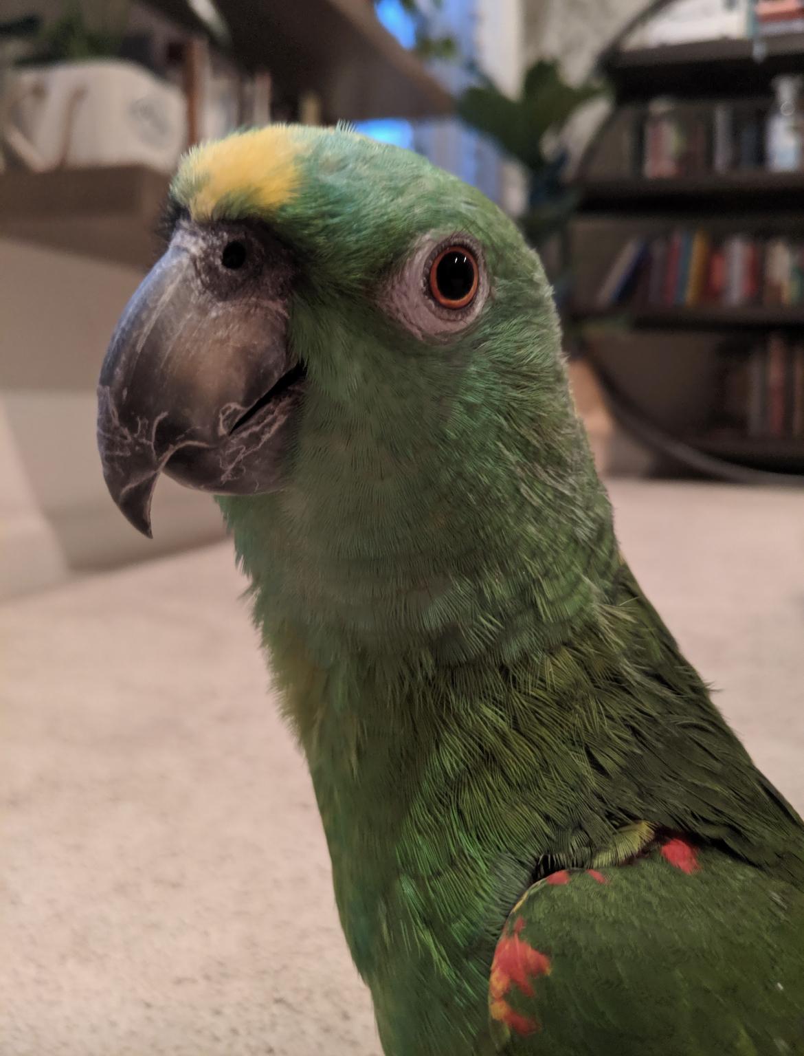 Enlarge Lucy, a Adoptable Amazon in North Babylon, NY image 1/2