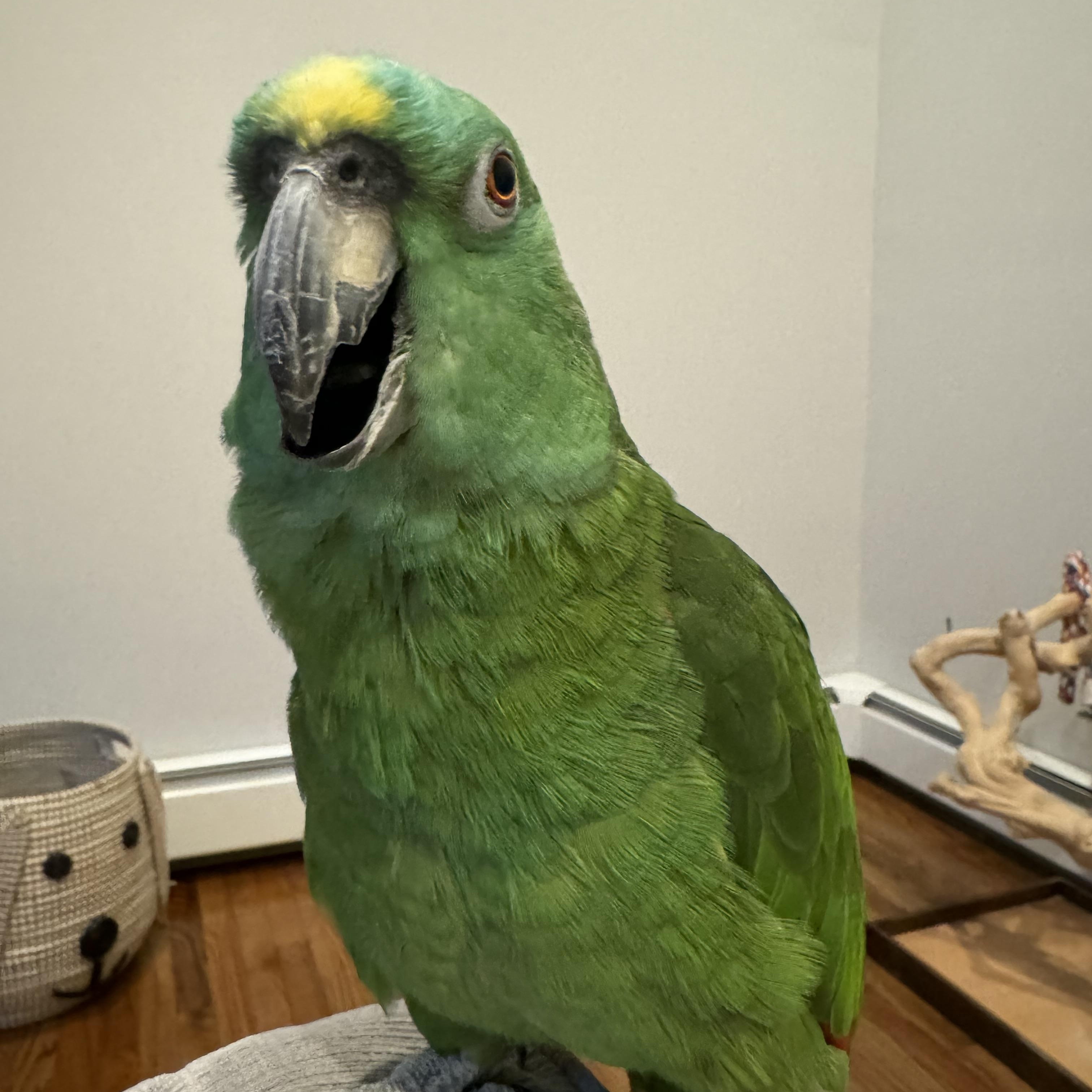 Enlarge Lucy, a Adoptable Amazon in North Babylon, NY image 2/2