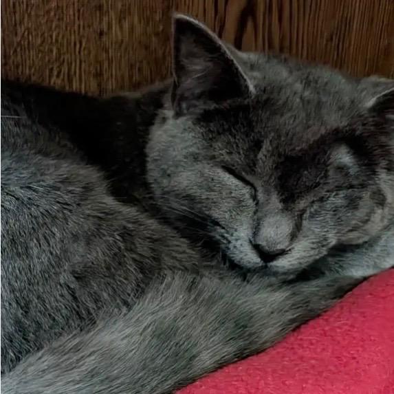 Kaci, Adoptable, Kitten Female Domestic Short Hair.