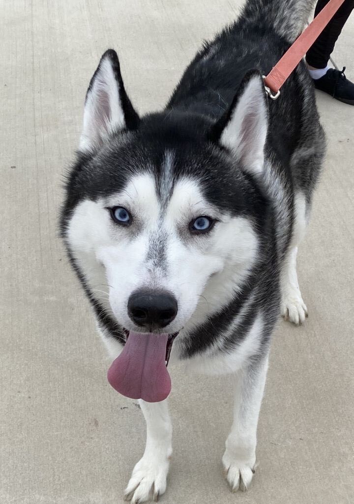 Koda, an adopted Siberian Husky in Dallas, TX image 1/3