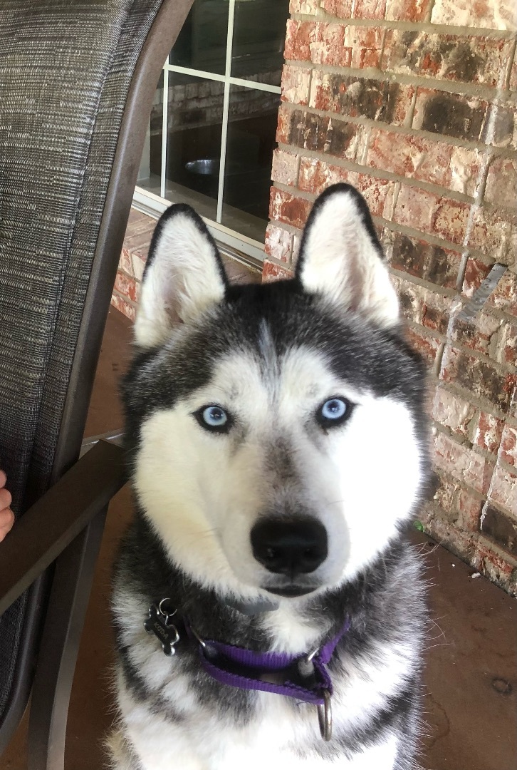 Koda, an adopted Siberian Husky in Dallas, TX image 2/3