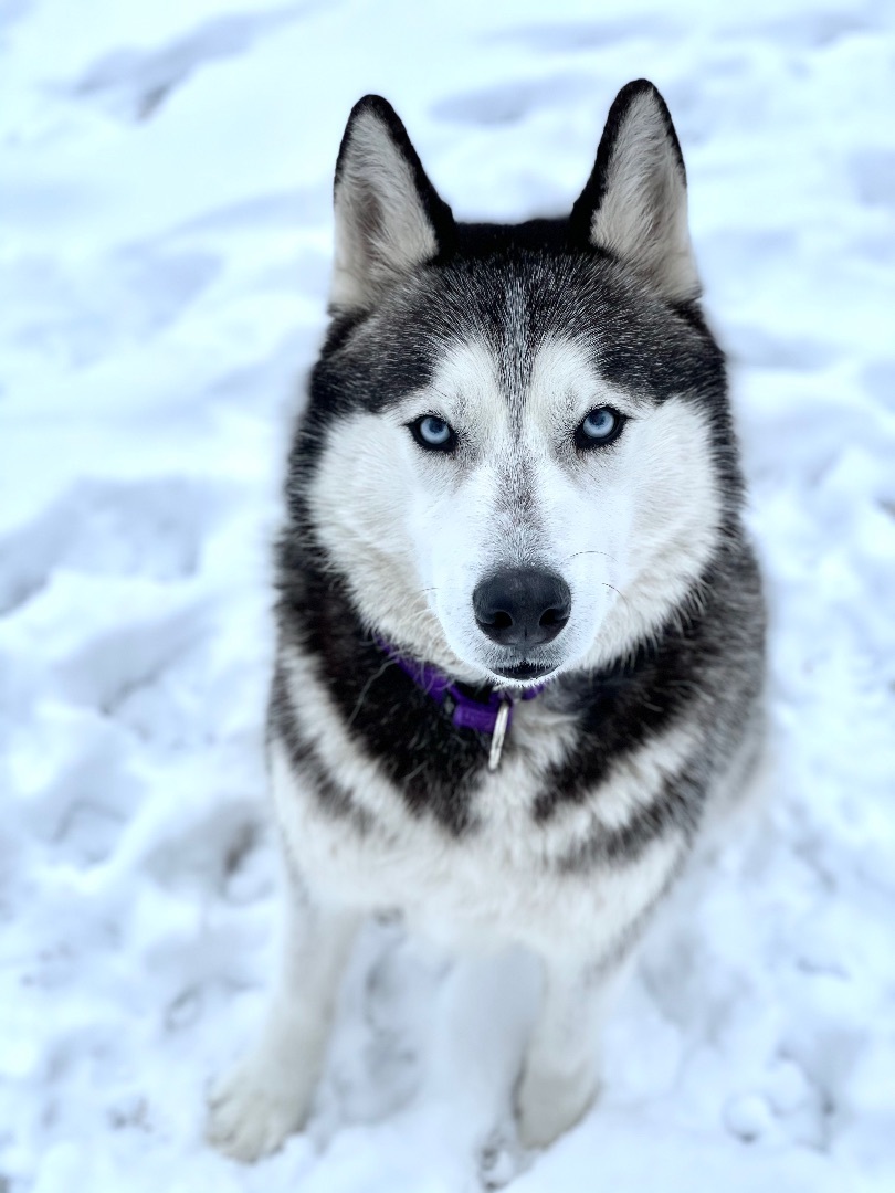 Koda, an adopted Siberian Husky in Dallas, TX image 3/3