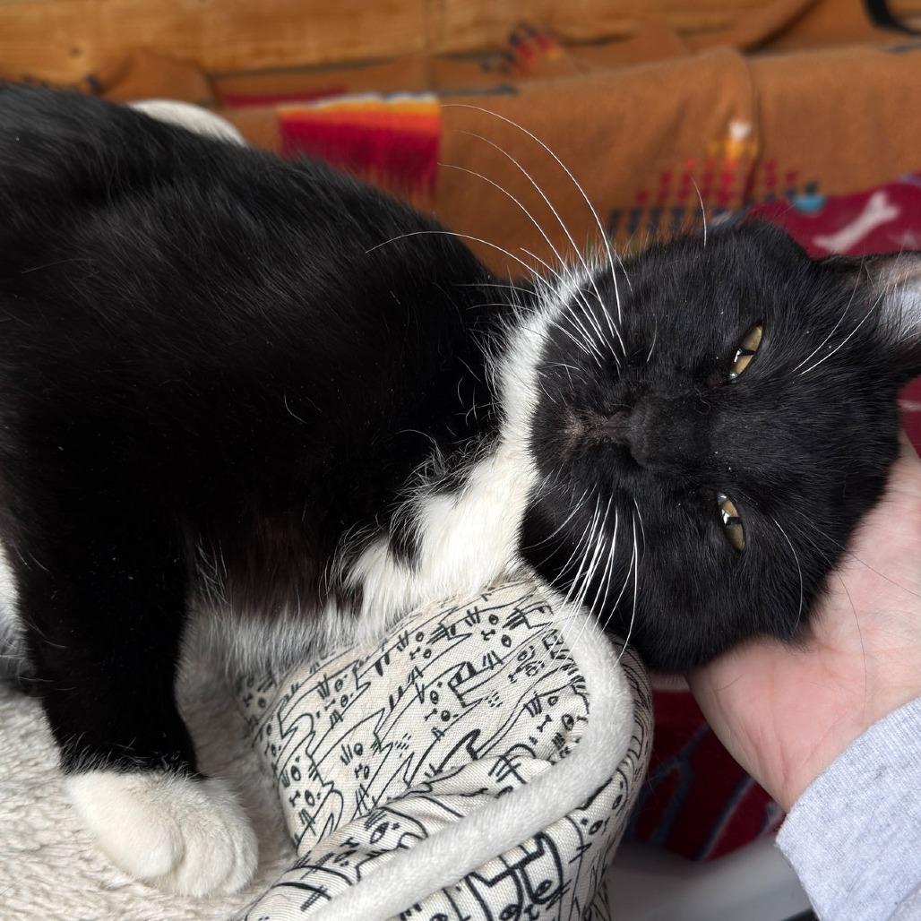 Paulette C10365, Adoptable, Adult Female Domestic Short Hair.