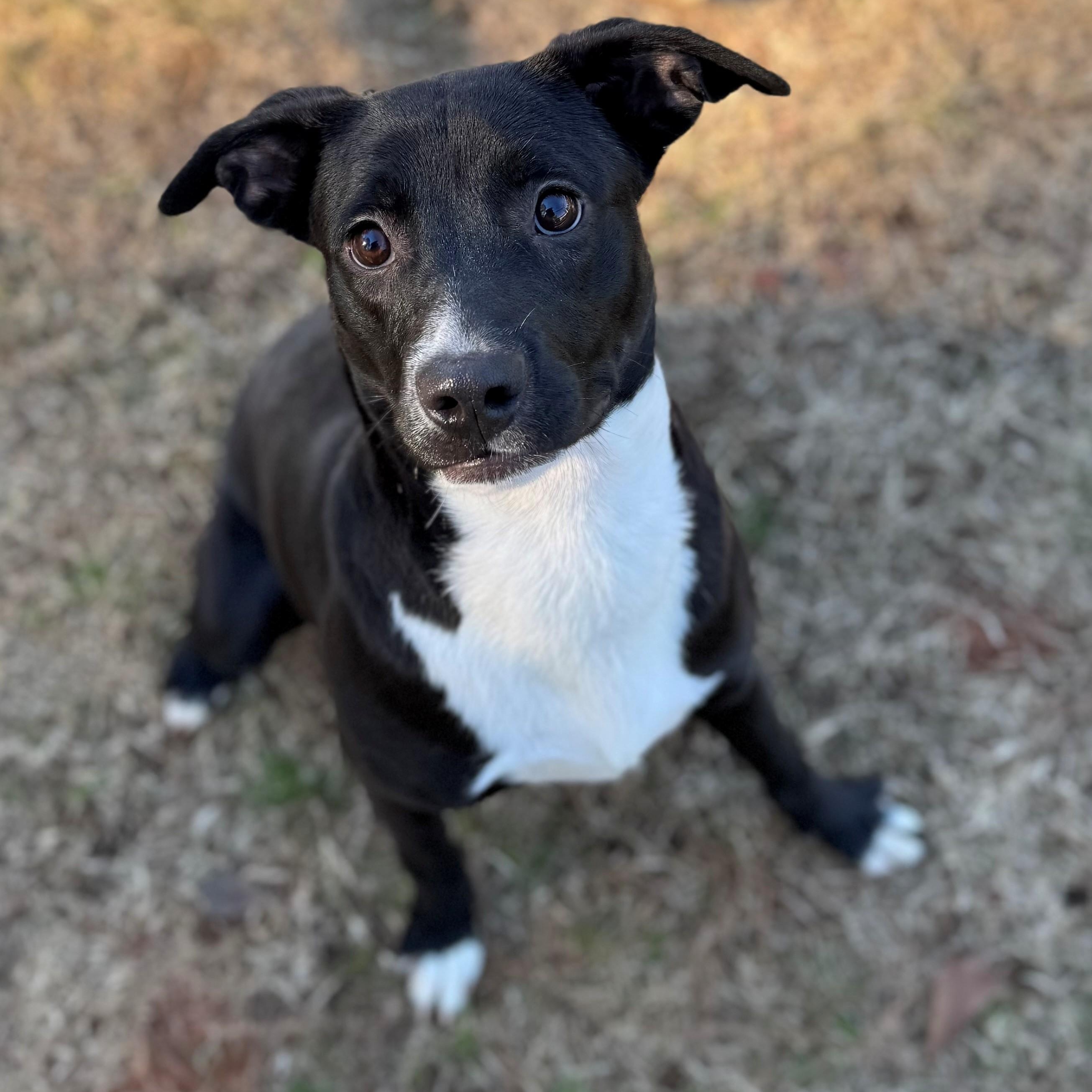 Enlarge Christina, a ADOPTABLE mixed breed in Summerdale, AL image 1/1