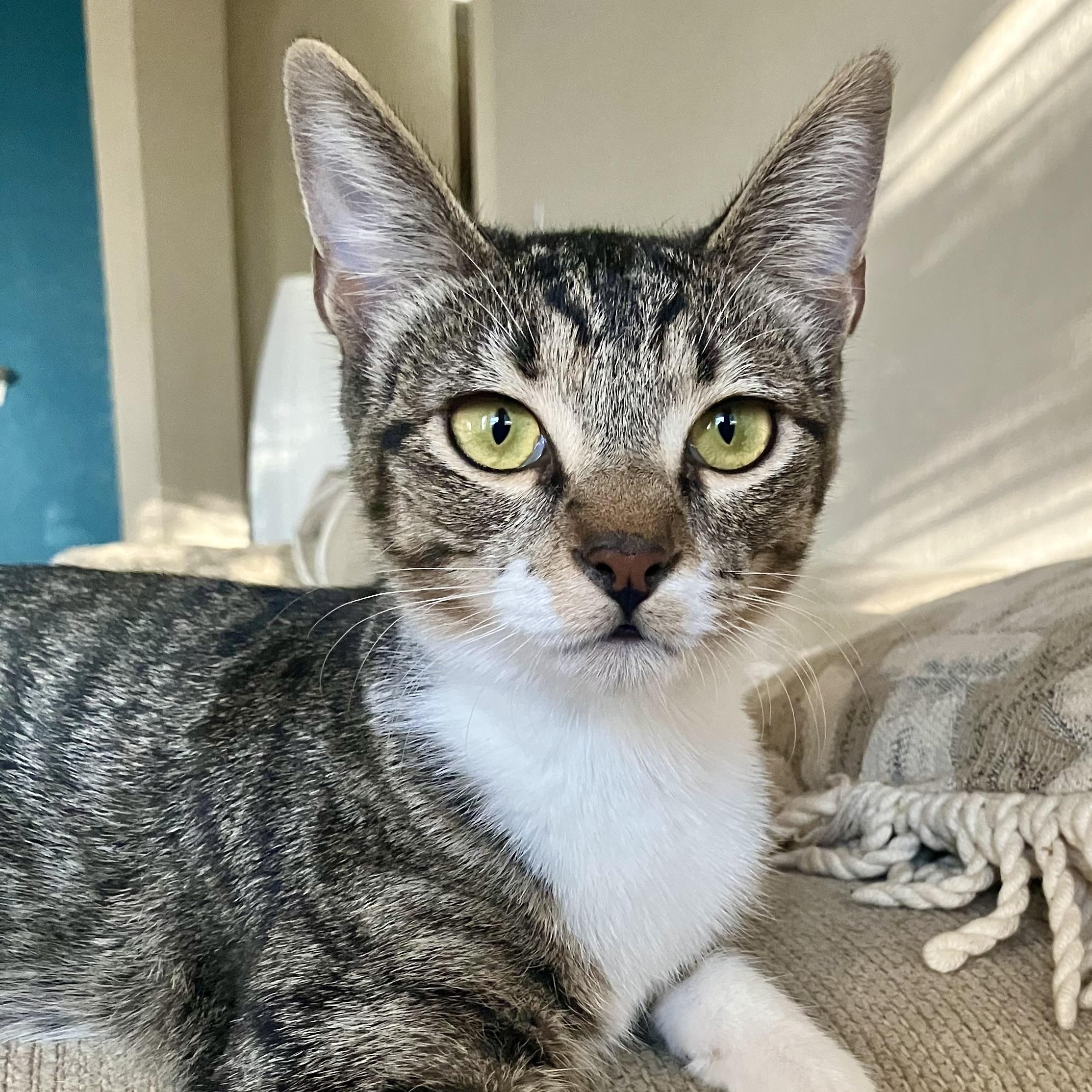 Enlarge Ruby (CA), a Adoptable Domestic Short Hair in Schertz, TX image 2/2