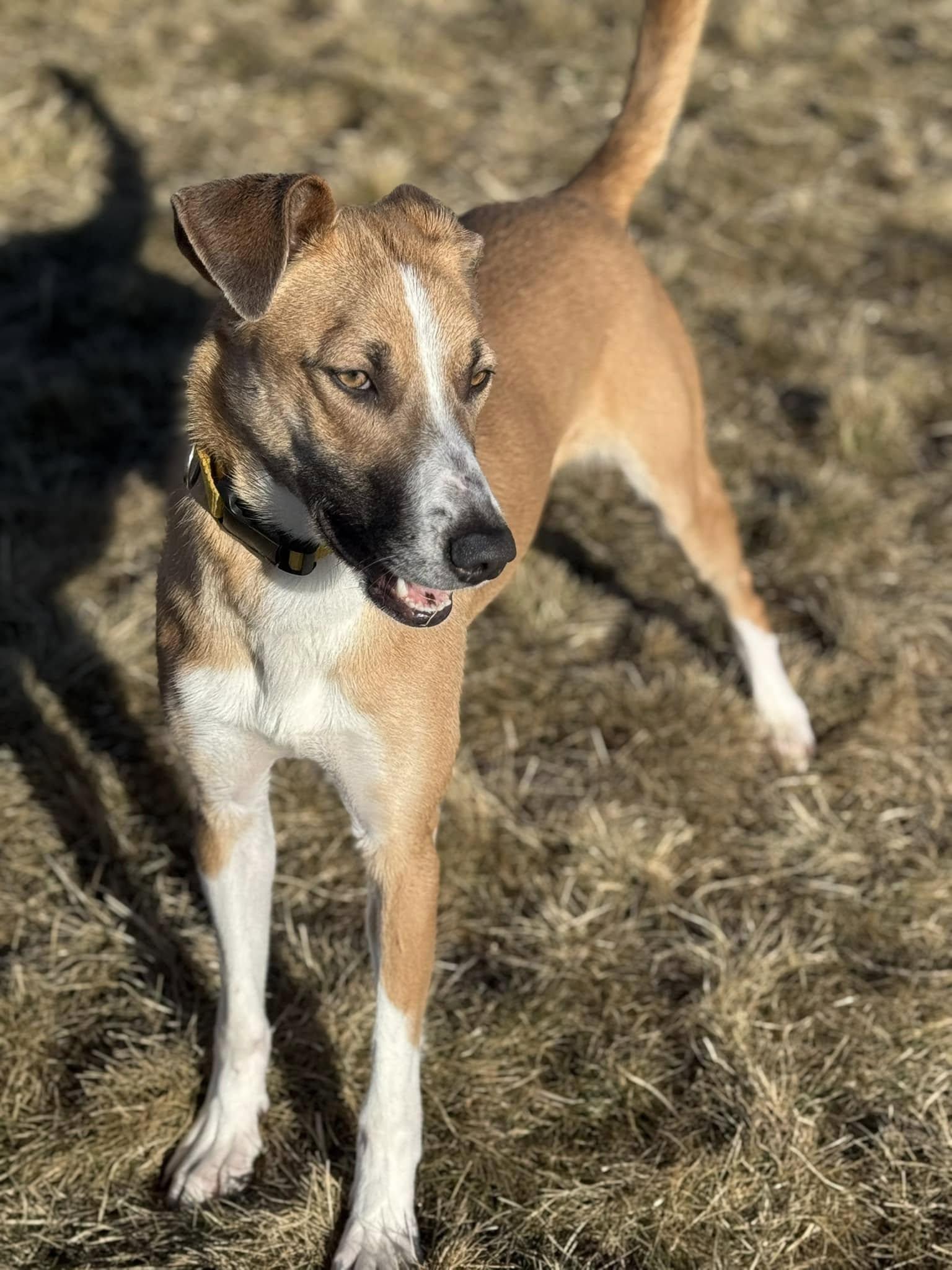 Bambi, an adoptable Whippet in Prineville, OR_image-1