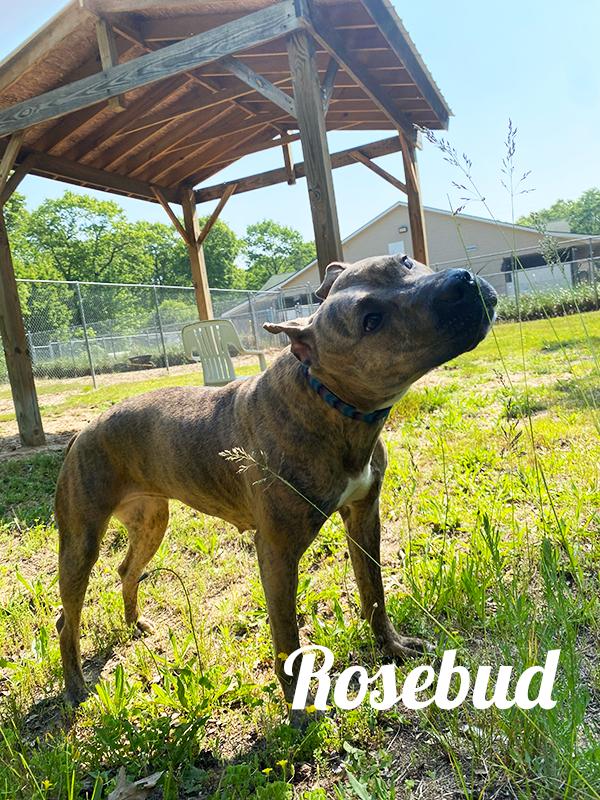 Enlarge Rosebud, a Adoptable mixed breed in Manistee, MI image 1/1