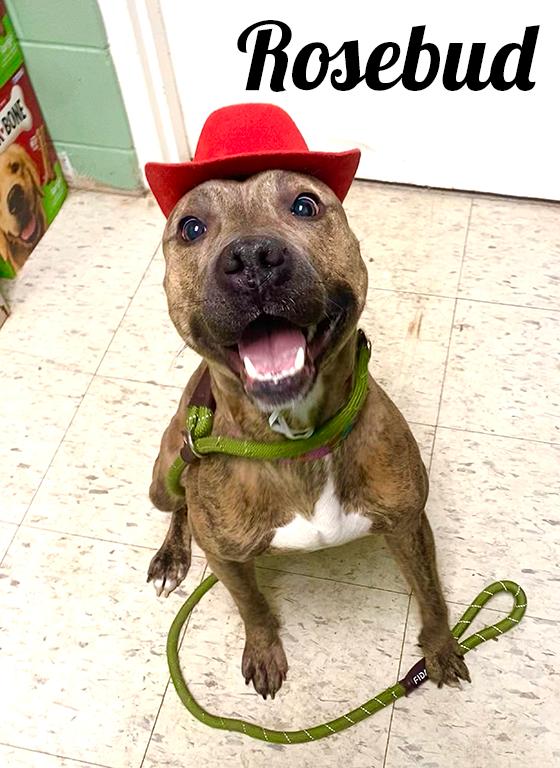 Rosebud, Adoptable, Adult Female Pit Bull Terrier.
