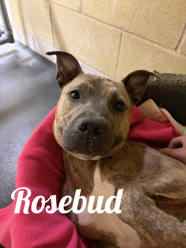 Rosebud, Adoptable, Adult Female Pit Bull Terrier.