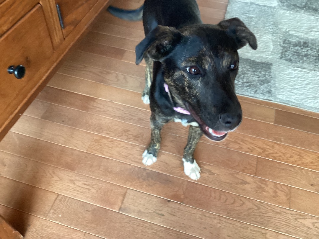 Poppy, Adopted, Adult Female Mixed Breed & Terrier.