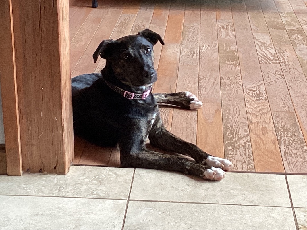 Enlarge Poppy, a Adopted mixed breed in Rogersville, TN image 2/6