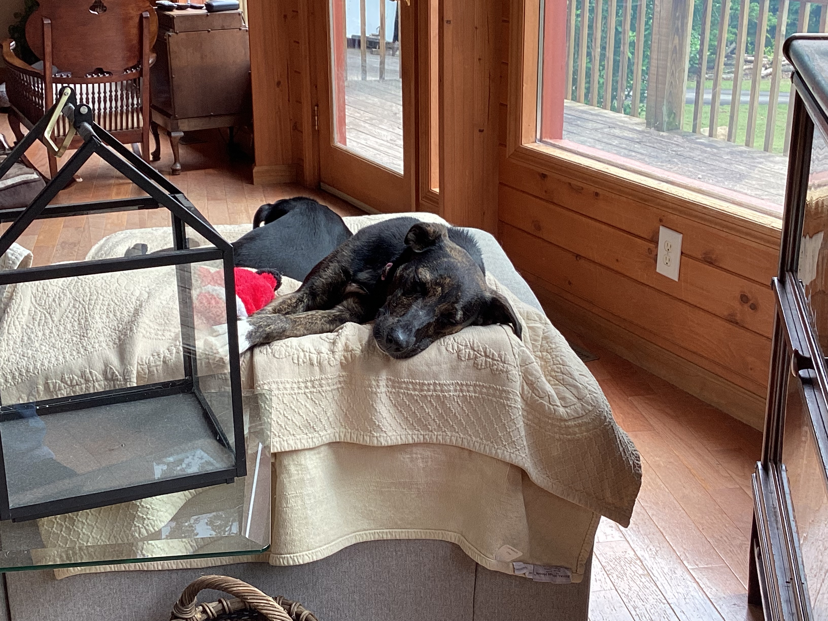 Enlarge Poppy, a Adopted mixed breed in Rogersville, TN image 3/6