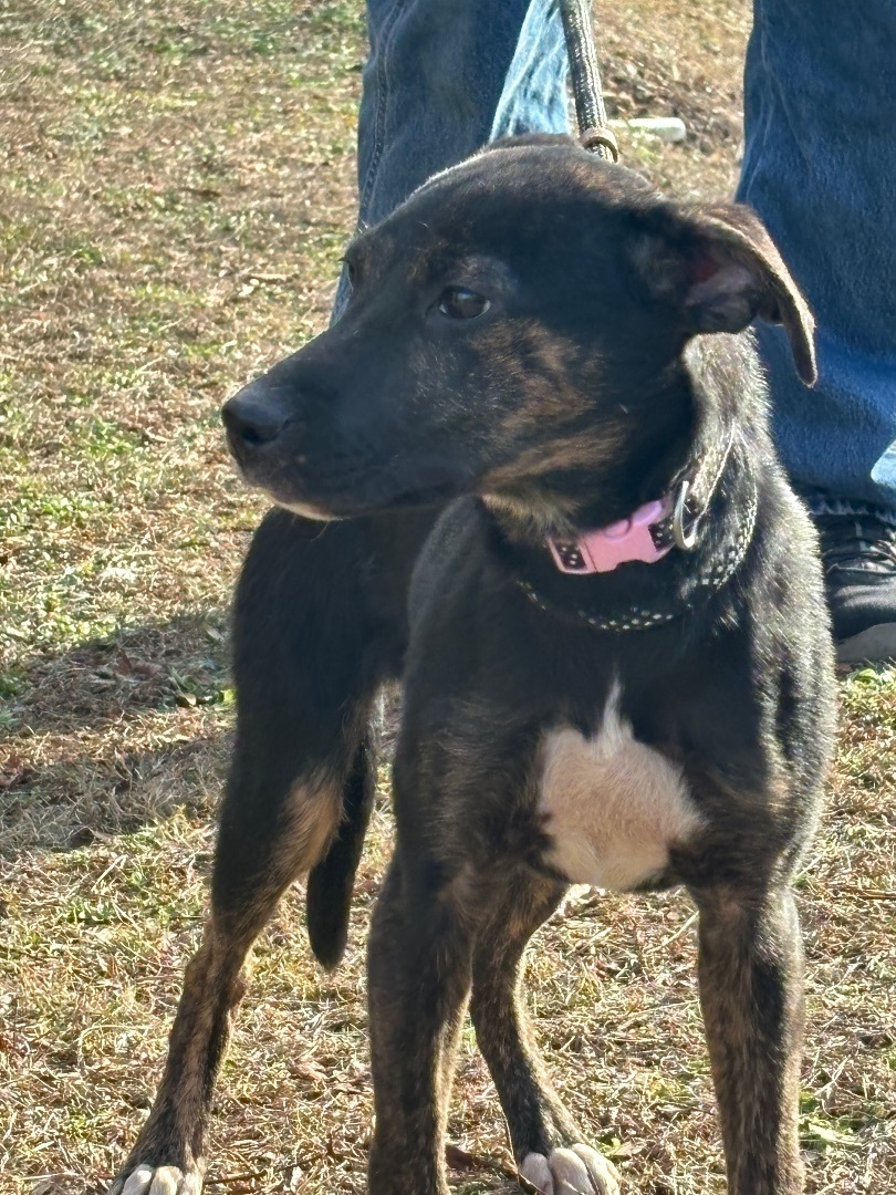Enlarge Poppy, a Adopted mixed breed in Rogersville, TN image 4/6