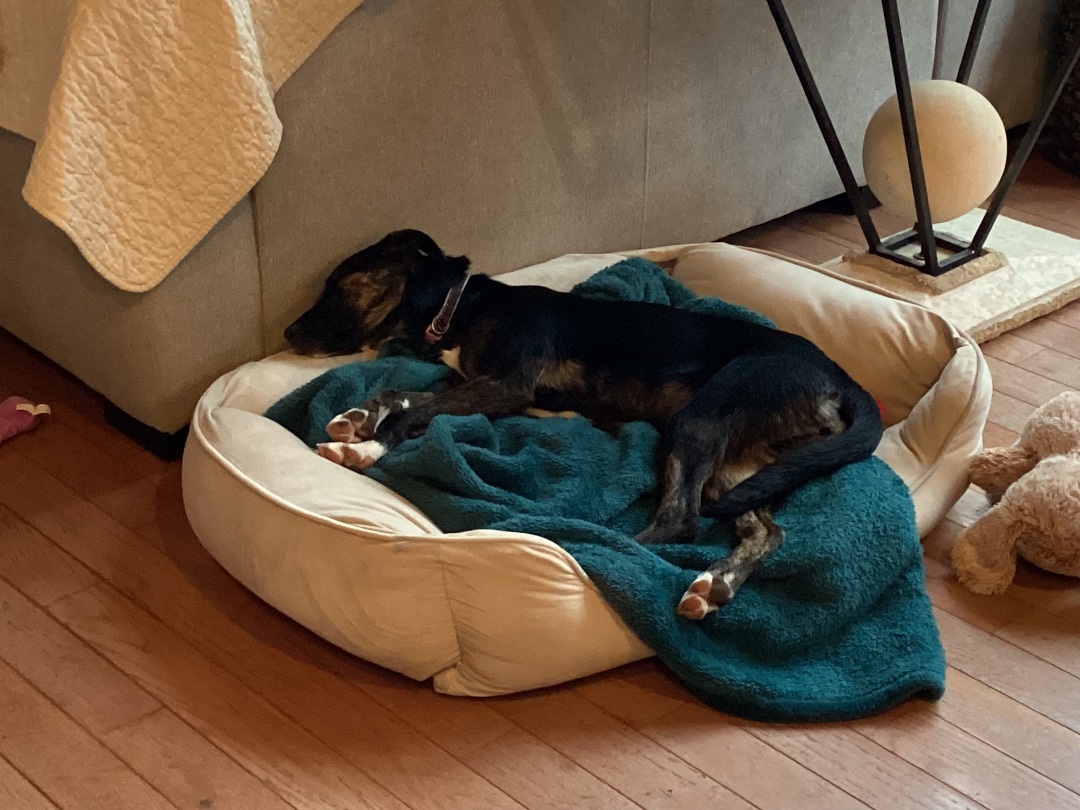 Enlarge Poppy, a Adopted mixed breed in Rogersville, TN image 5/6